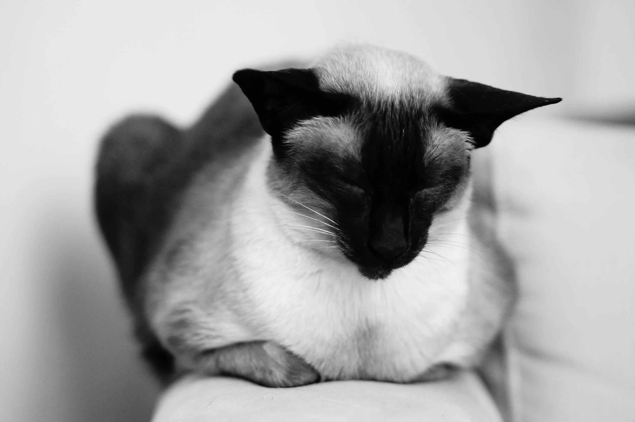 Sophia