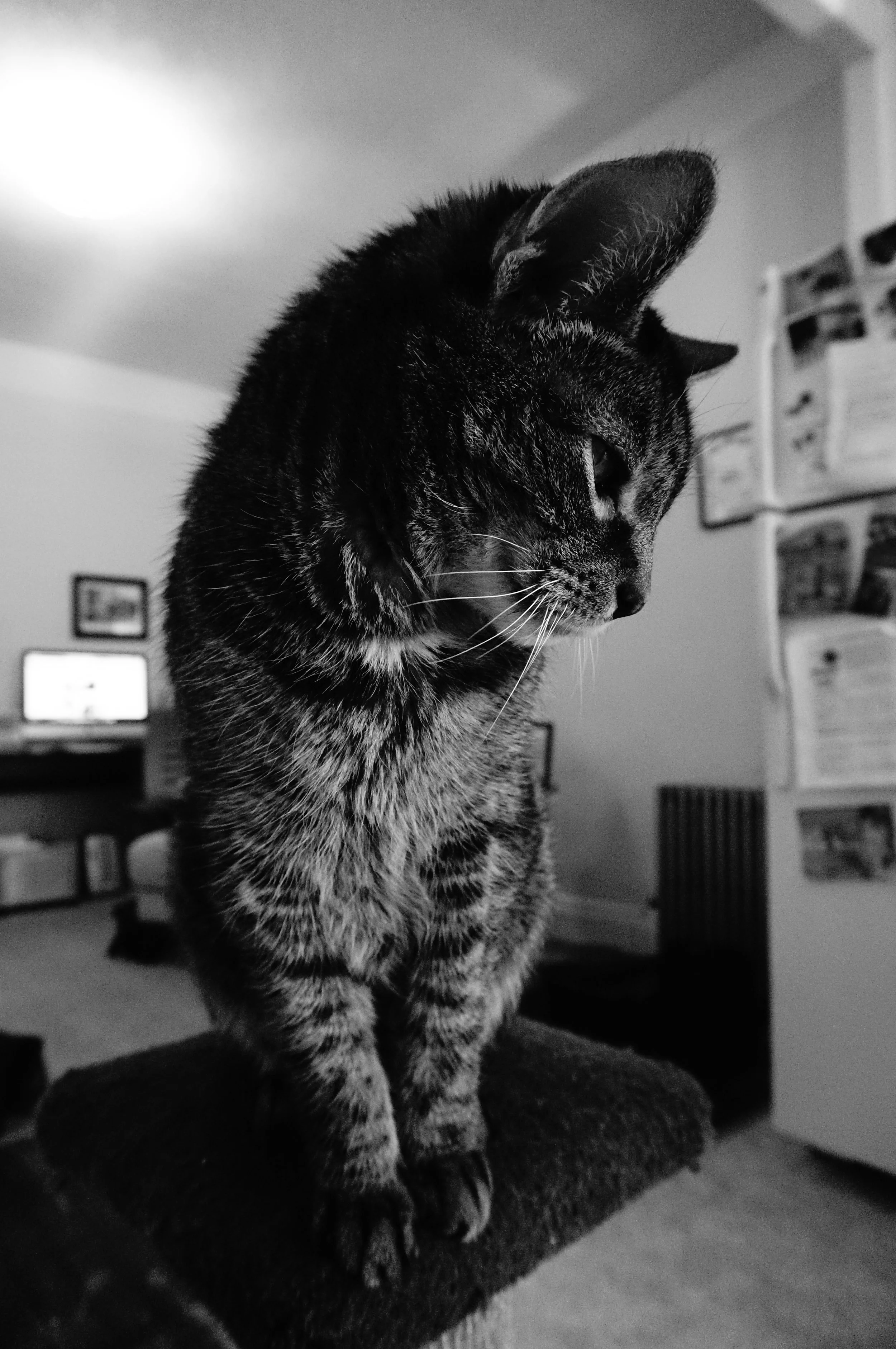 Marcello