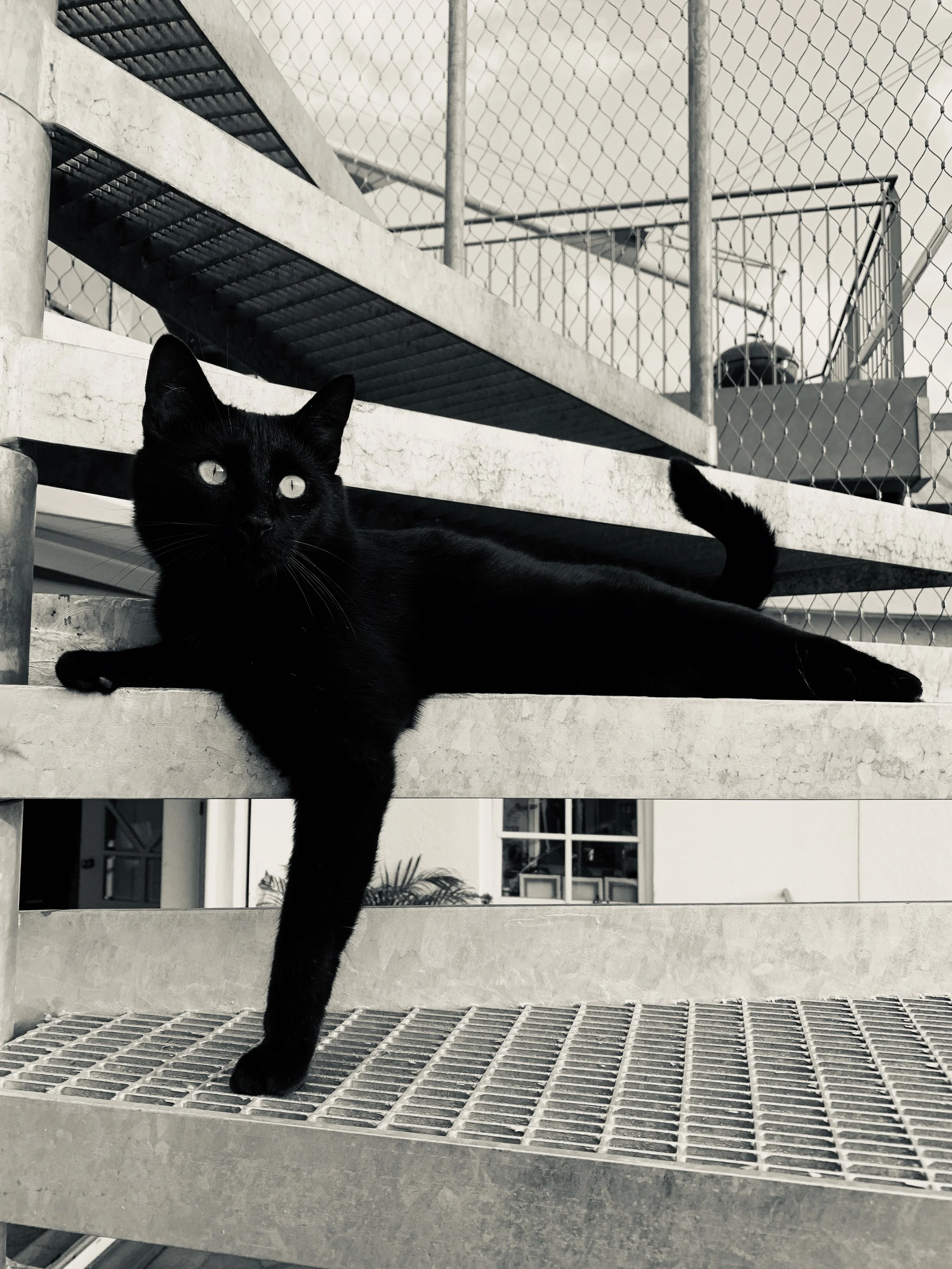 Siggi