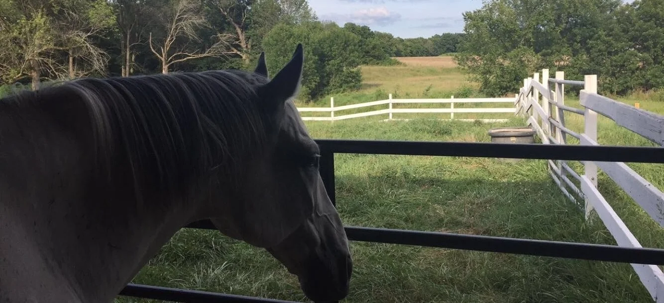 PD Looking Out on the Pasture.JPG