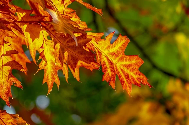 Feeling Frenetic this Fall? Try Ayurveda to Bring Balance.