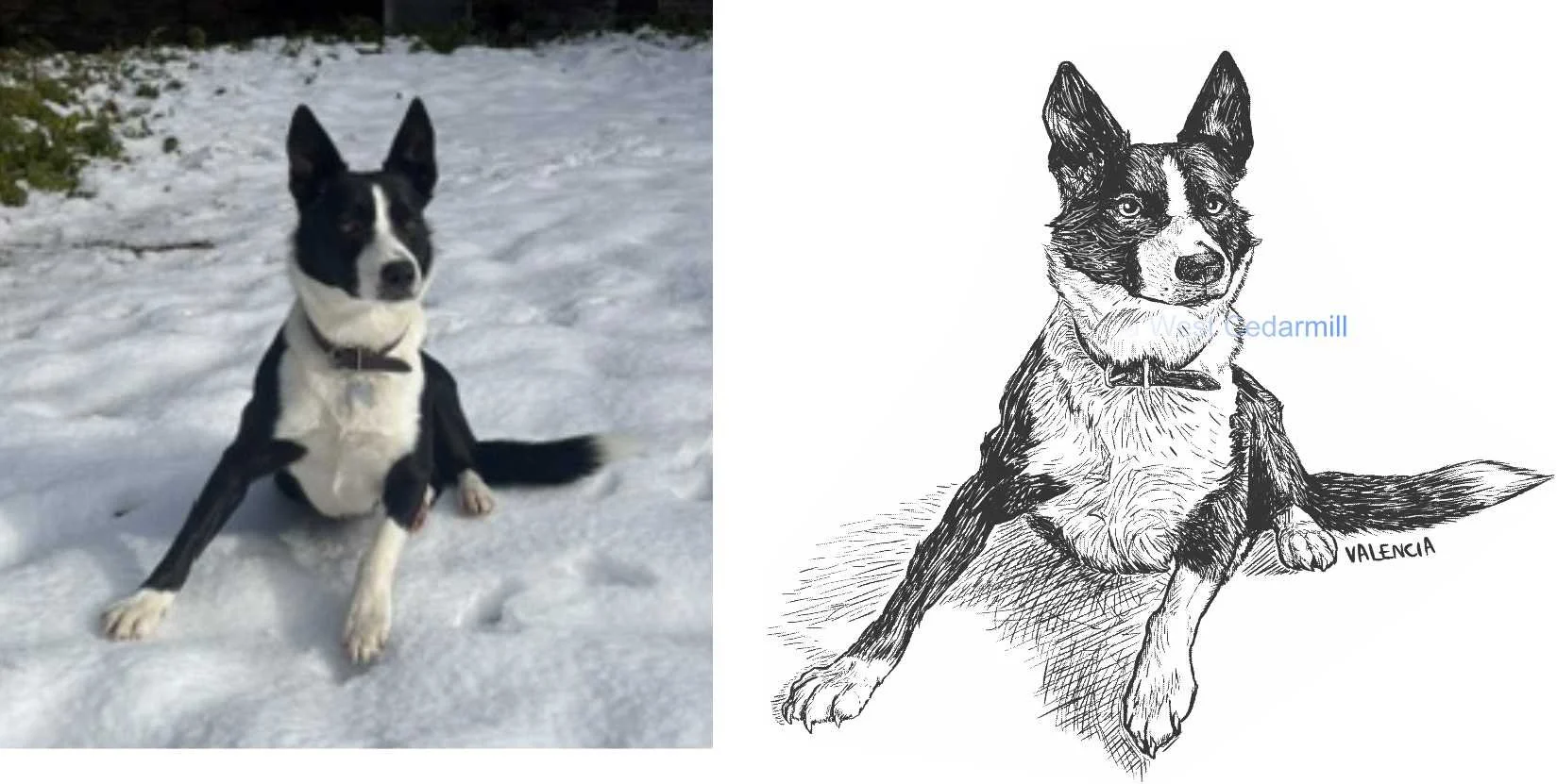 Comparison of a dog photo next to a black and white artist drawn version