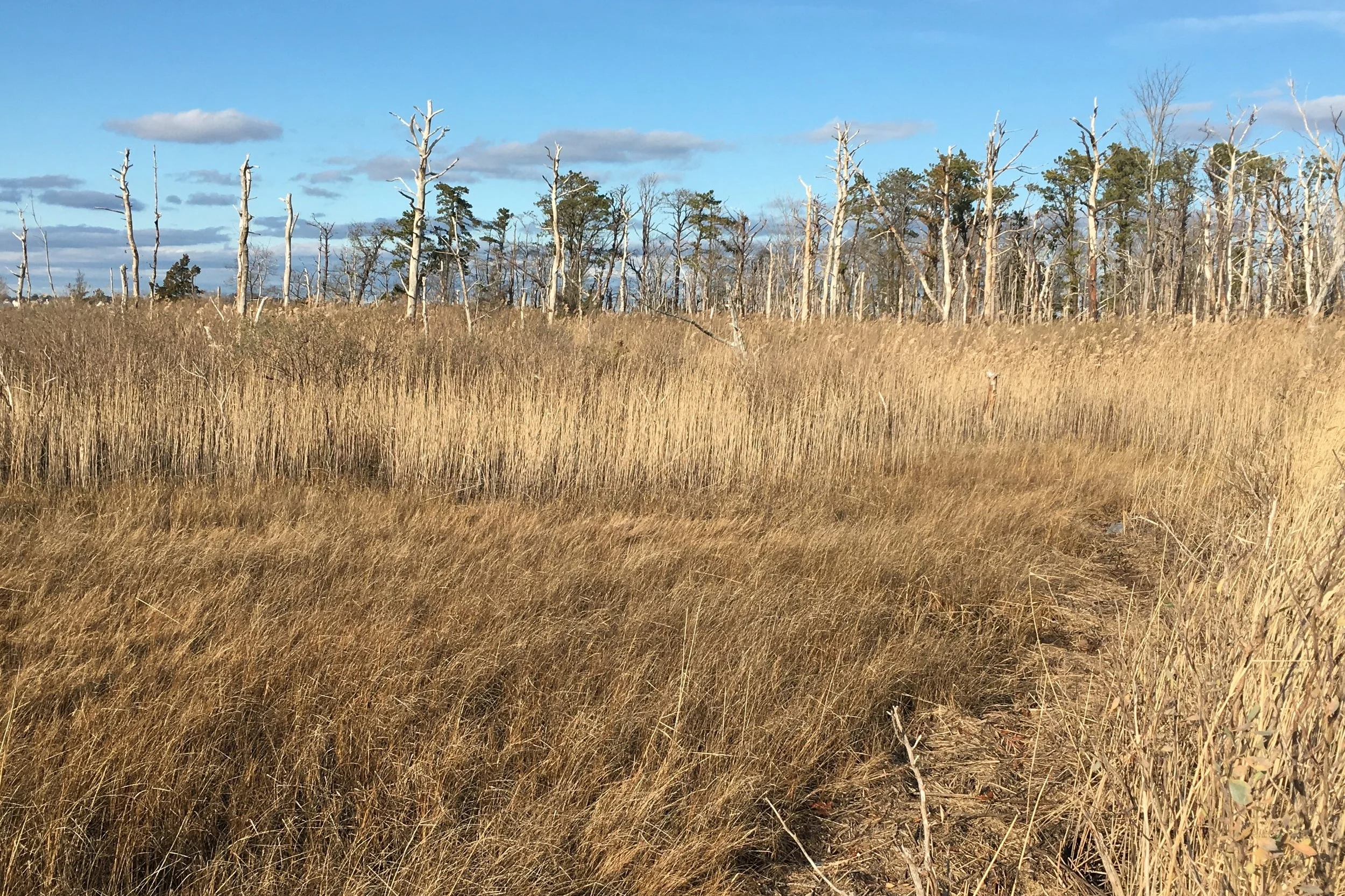 Cattus-Island-Dec-2018.jpg