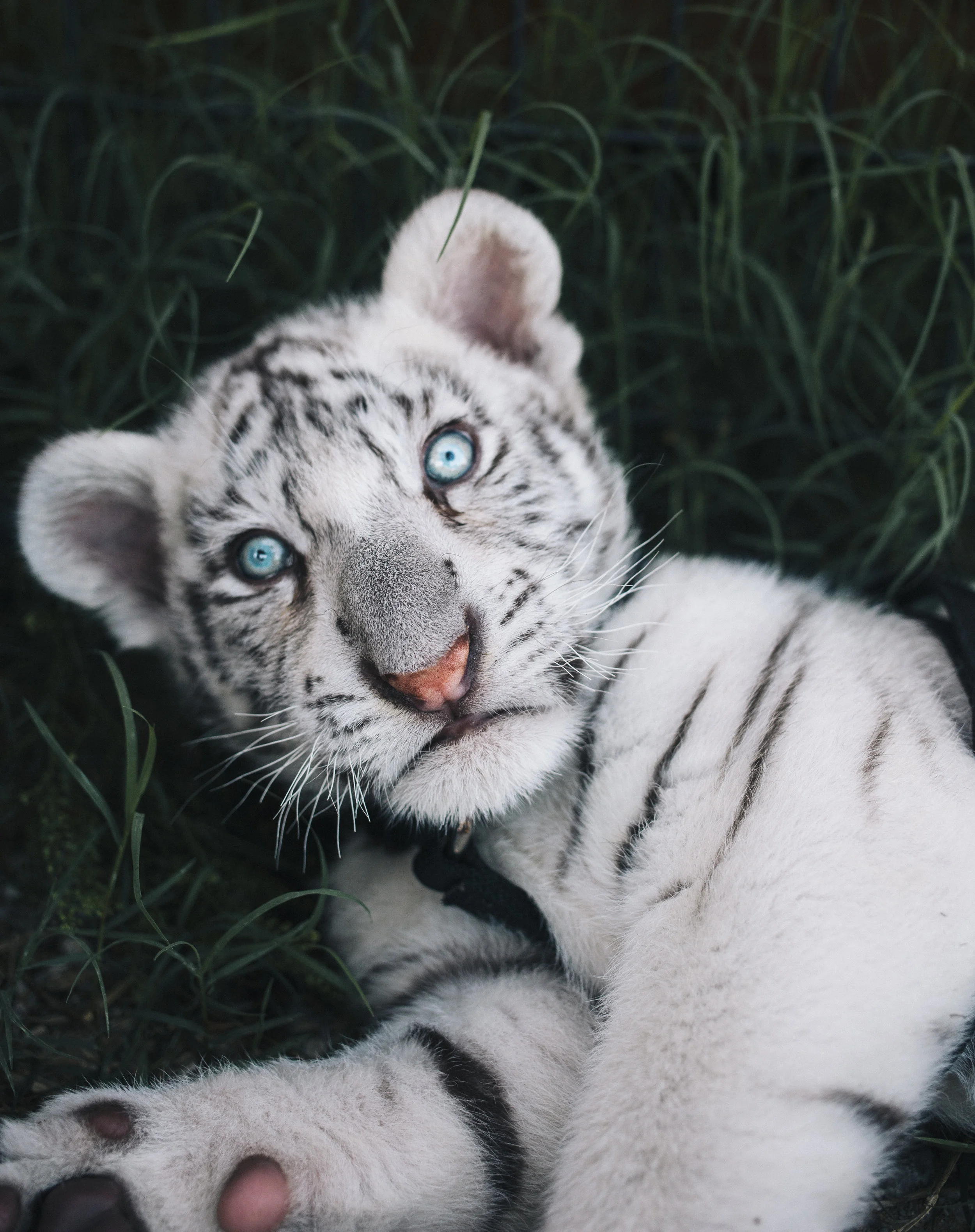 tiger4.jpg