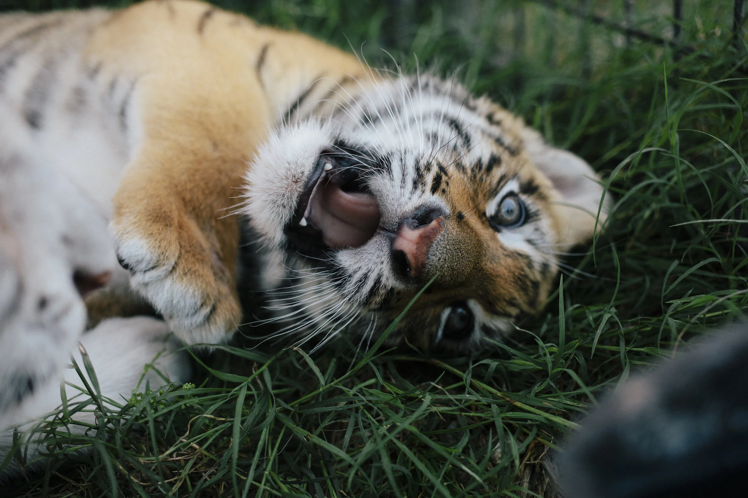 tiger6.jpg