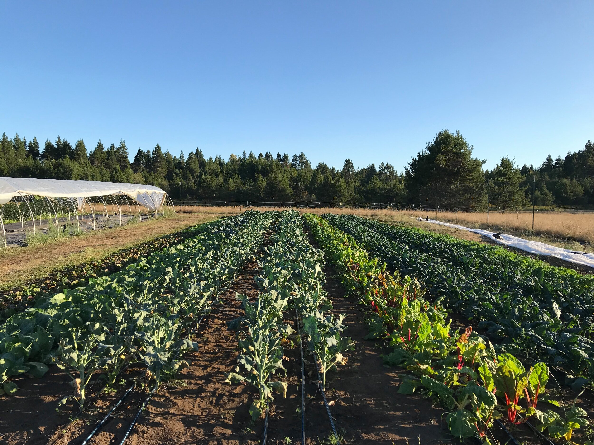 fall brassica field.jpg