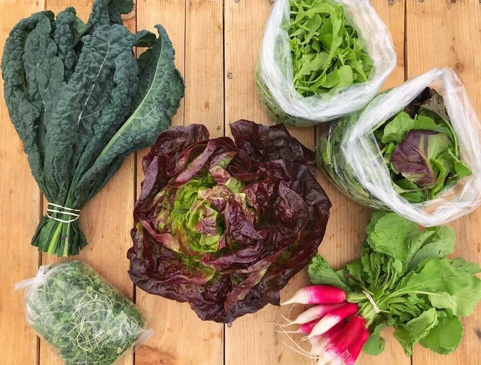 spring csa.jpg