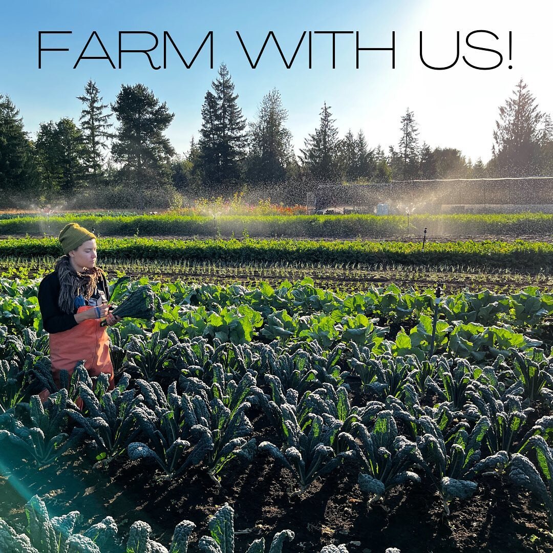 ✨ WE&rsquo;RE HIRING! ✨

In search of two lovely humans to fill out our crew for the 2023 season. Two full time positions available. Must love vegetables, and growing a whole lot of them. This is hard work but damn is it good work. Find all the detai