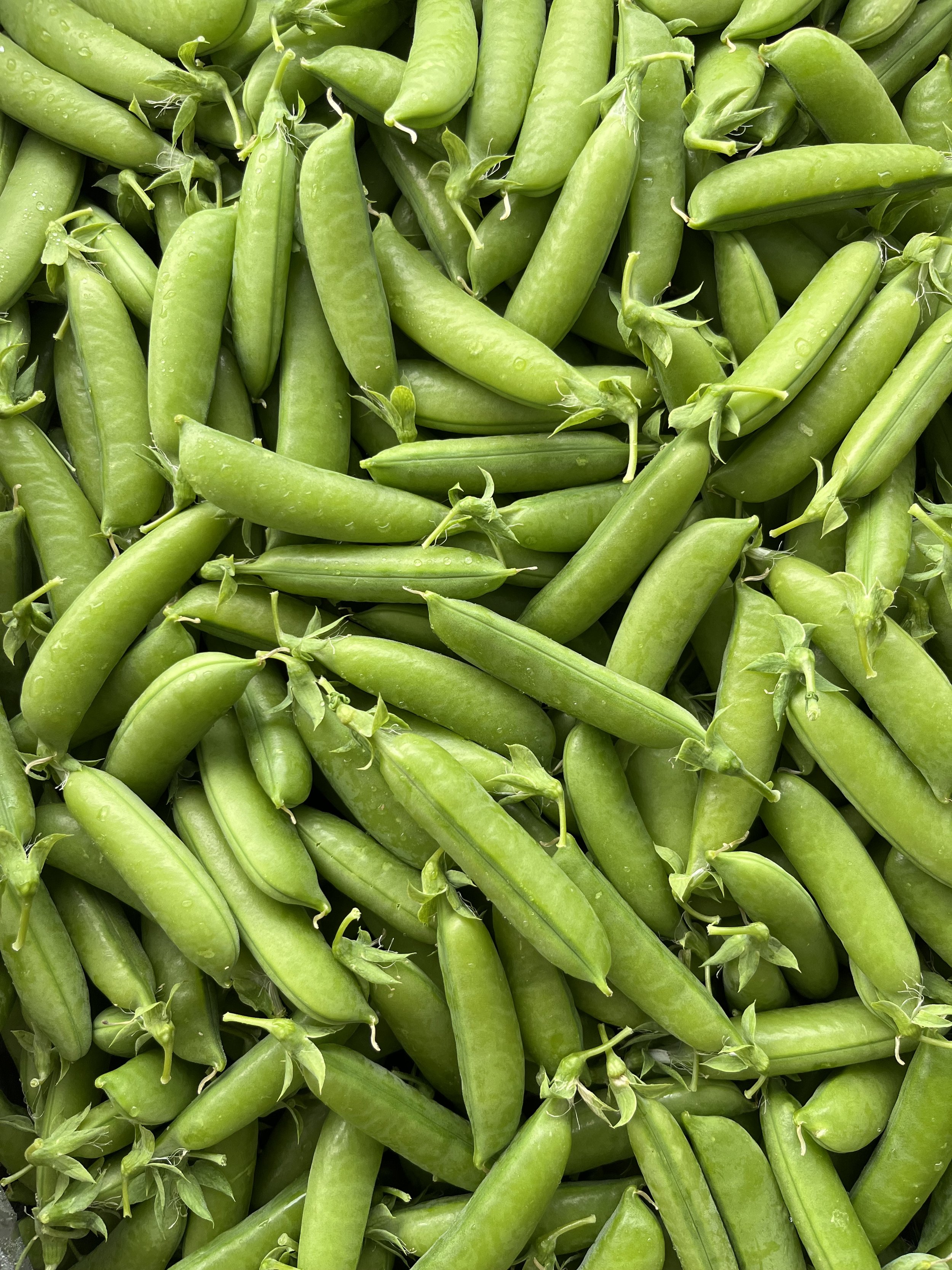 QUEEN ANNE - LA PASTA STOREFRONT (THURSDAY)