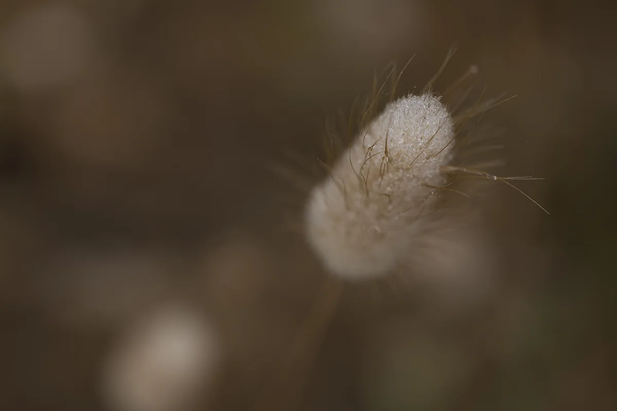 DSCF7172 2.jpg