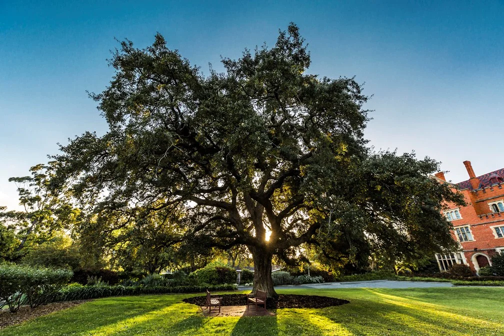 One of the original oak trees planted on the Front Lawn when the College was established in 1931.