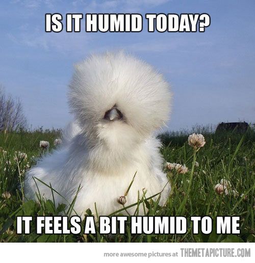 HUMID.jpg