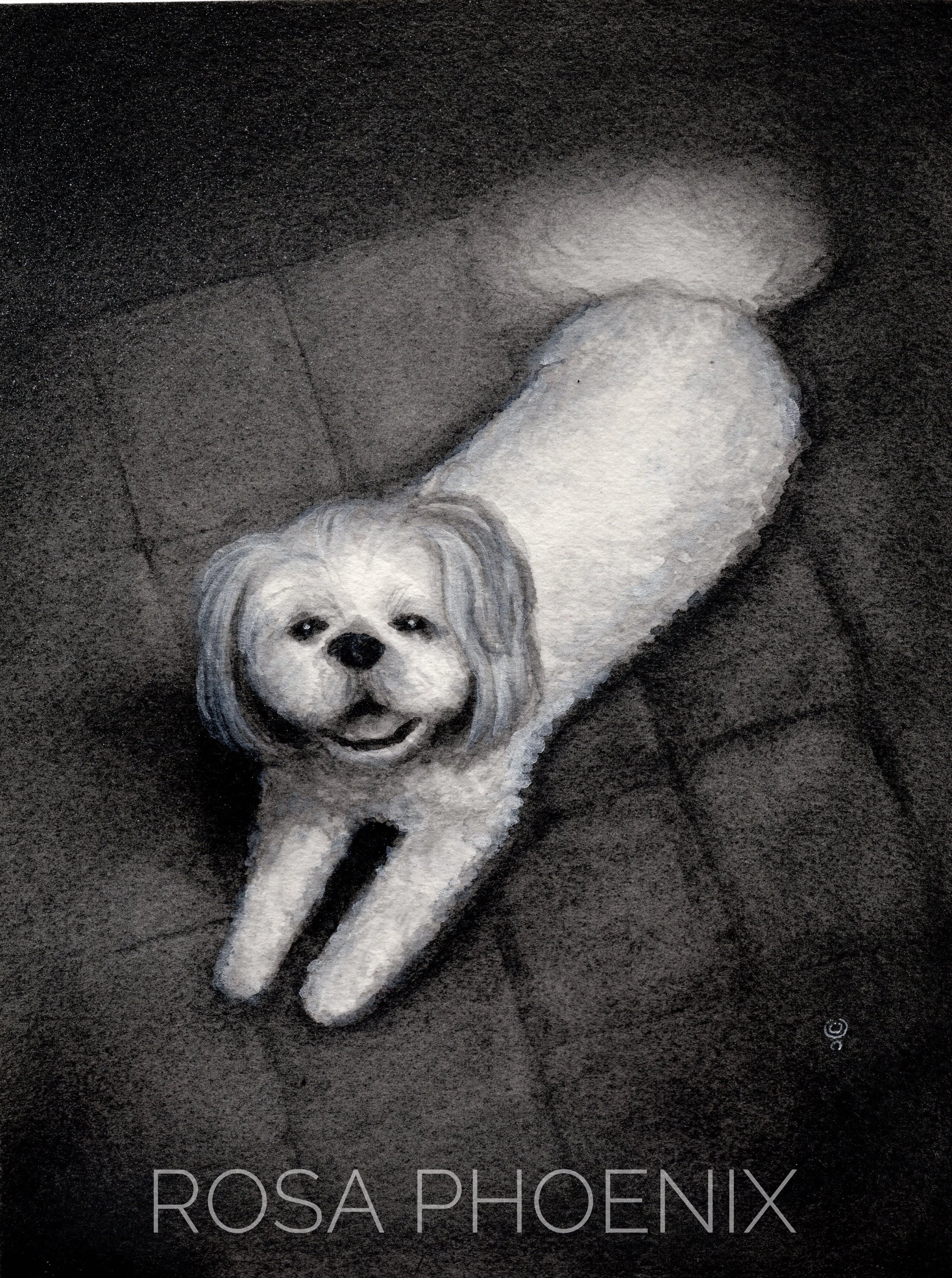 black and white portrait of a small white dog by Rosa Phoenix
