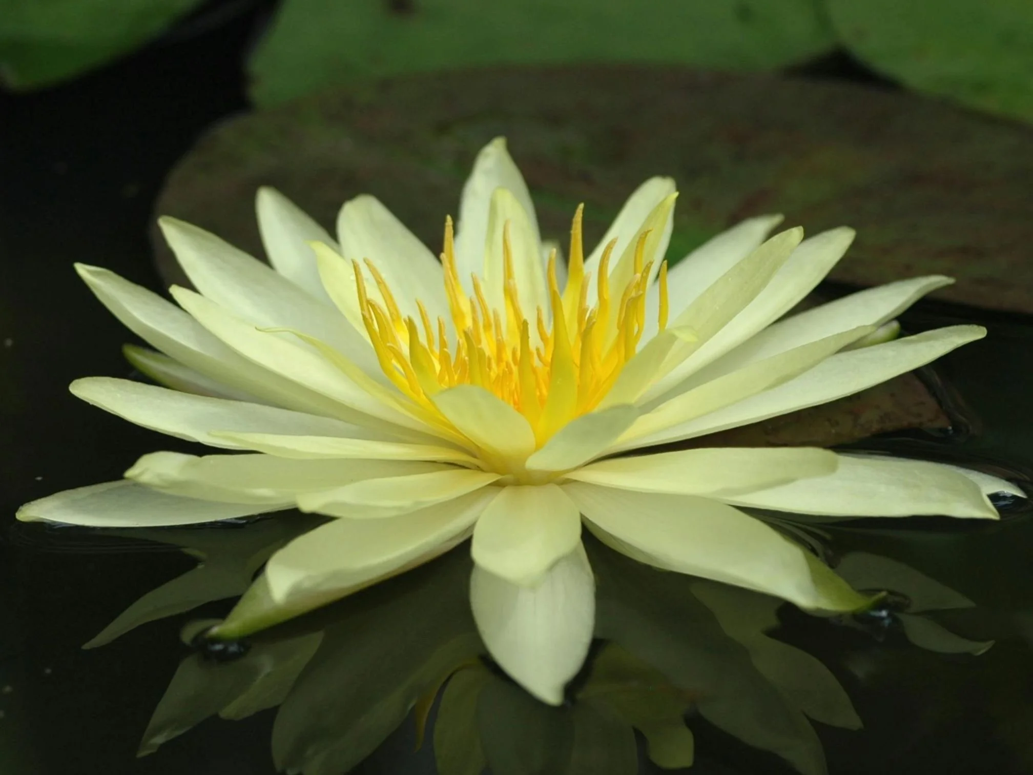a golden lotus flower on a dark pond