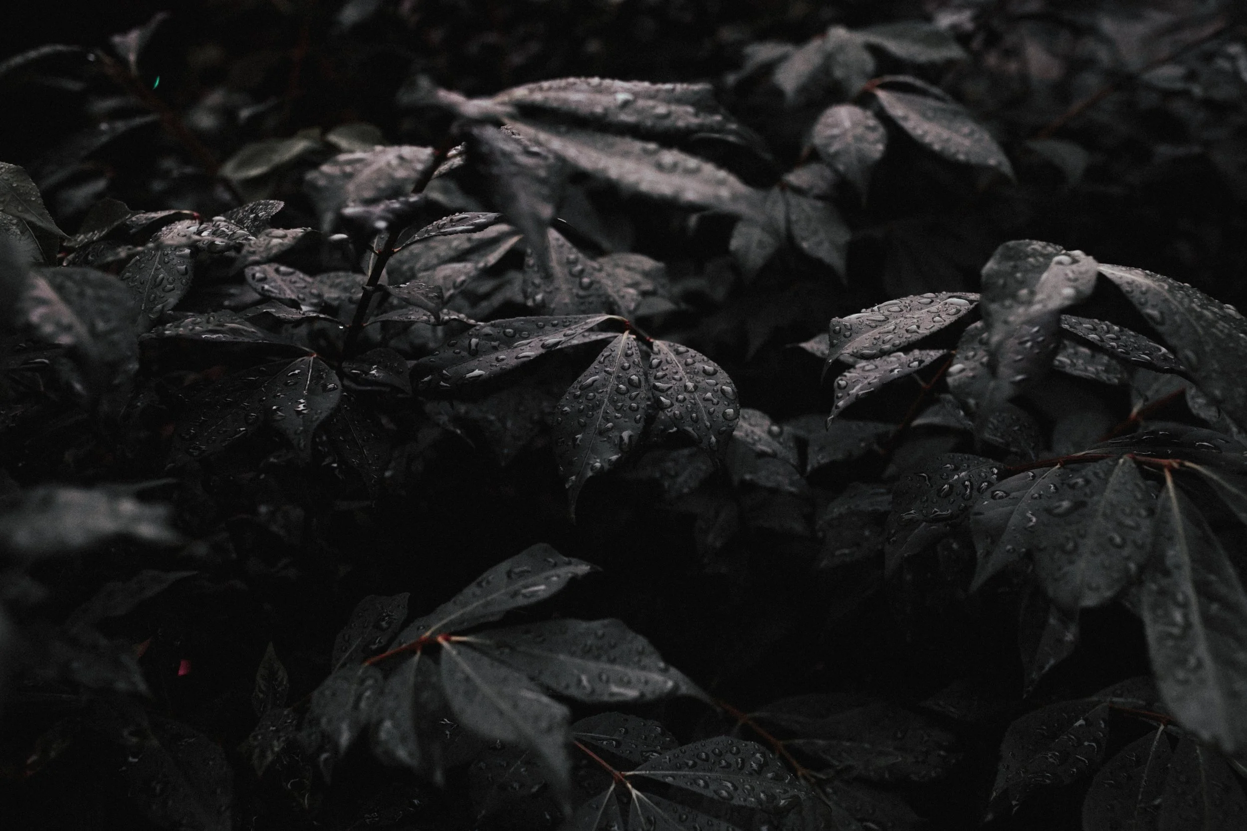 :: Ryen B.