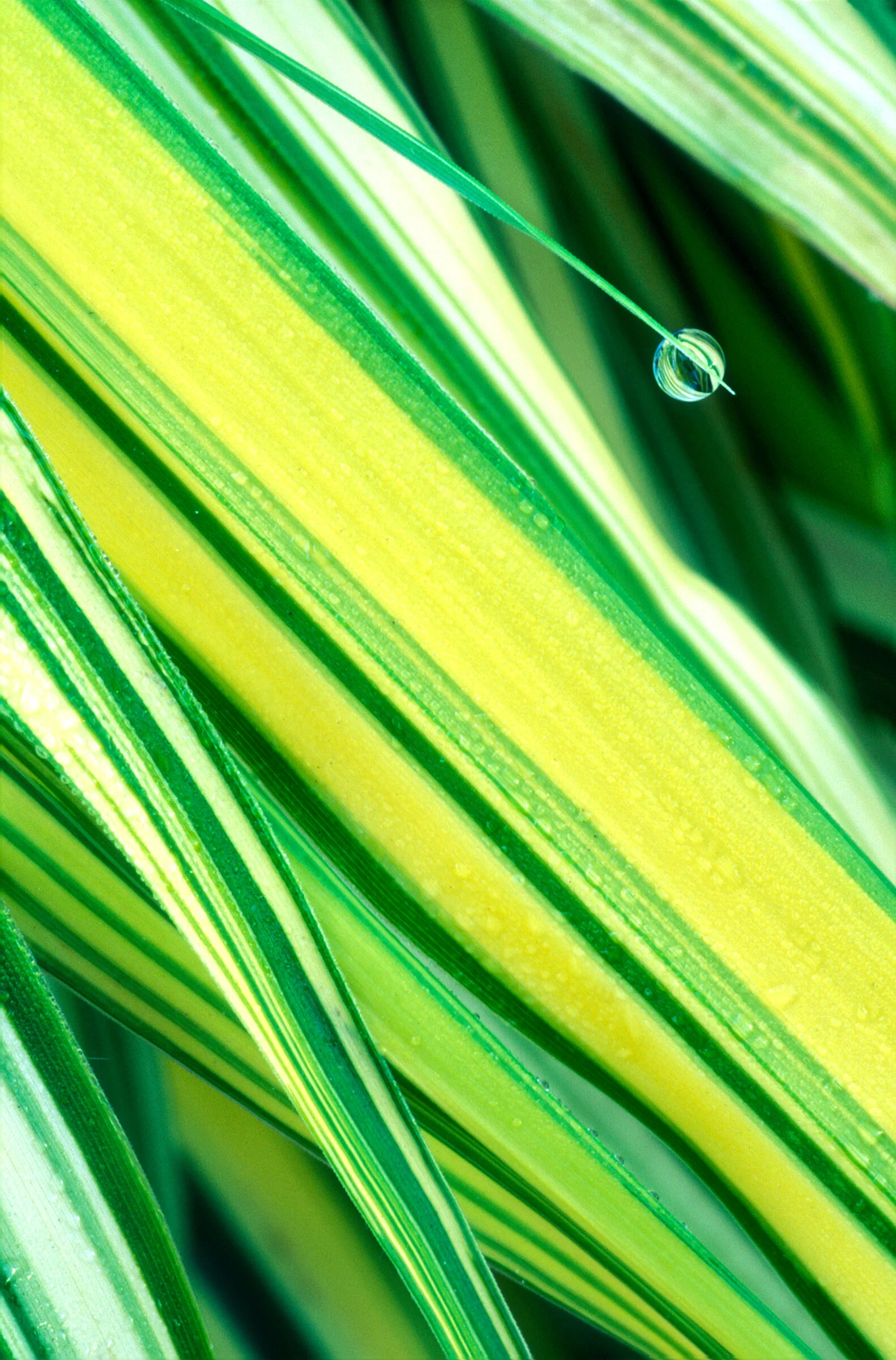 08GoldenVariegatedSedge.jpg