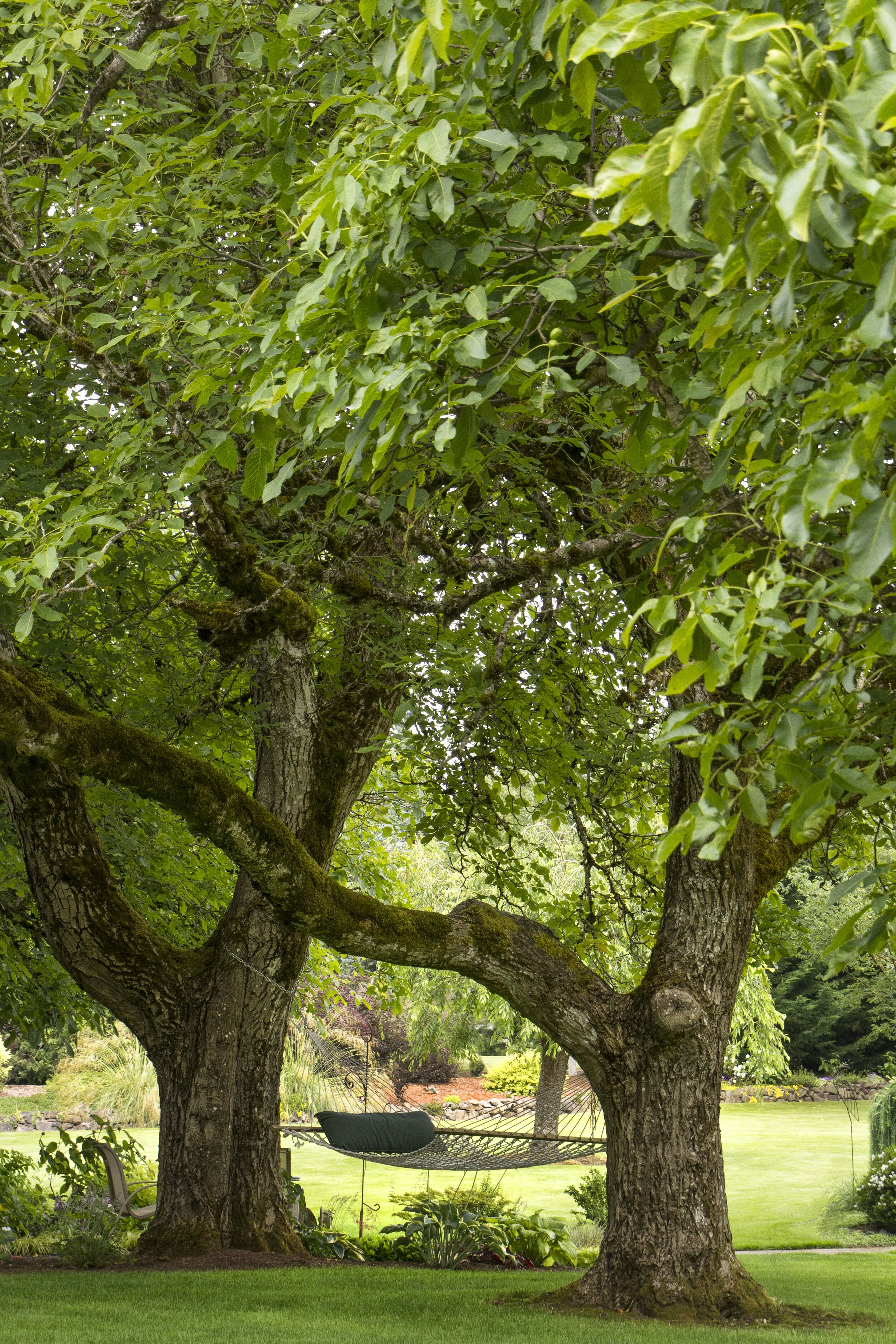 Hammock Garden Landscape_0427.jpg