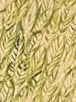 feathers.jpg
