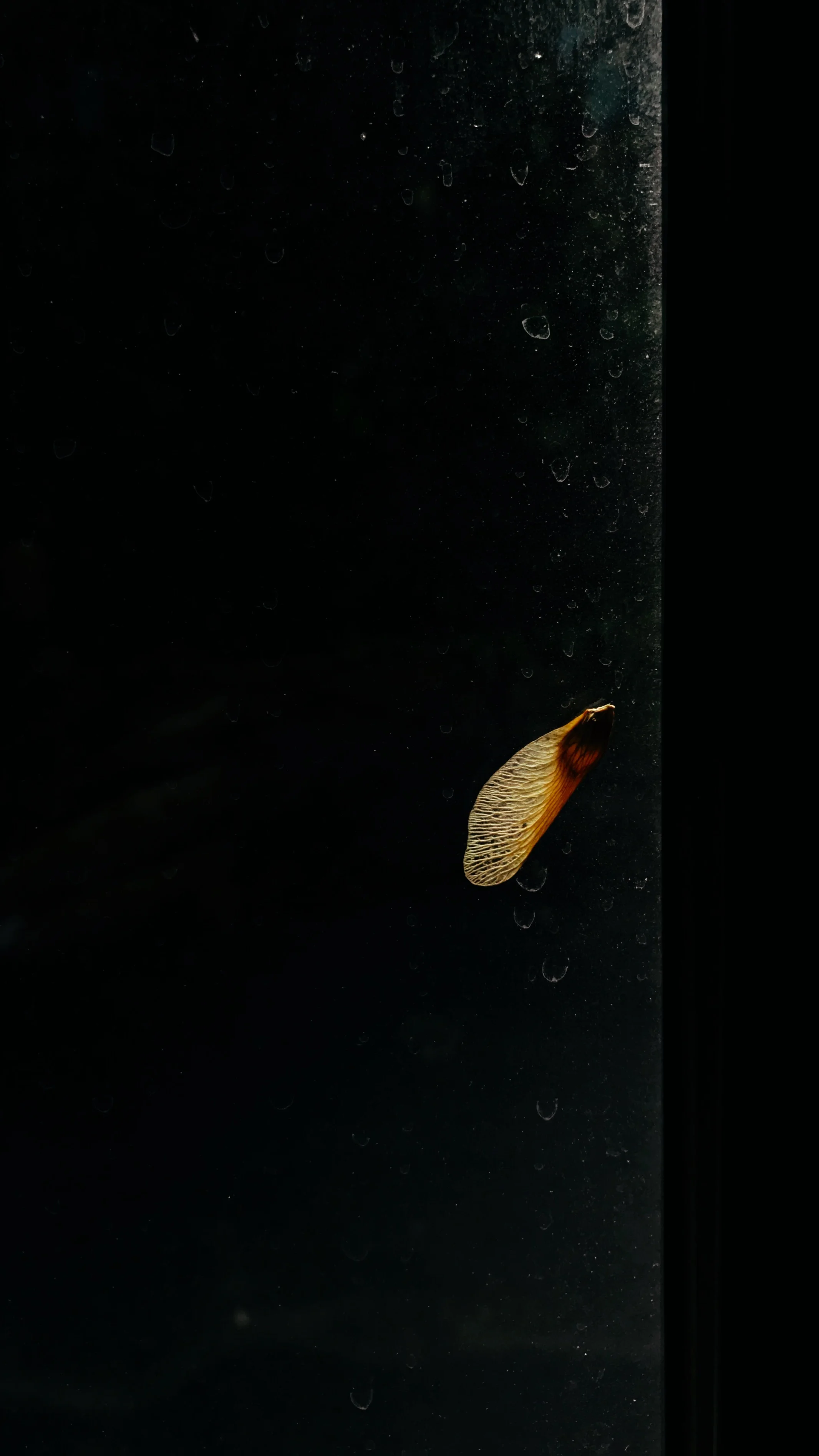 A Bug’s Trapped Wing