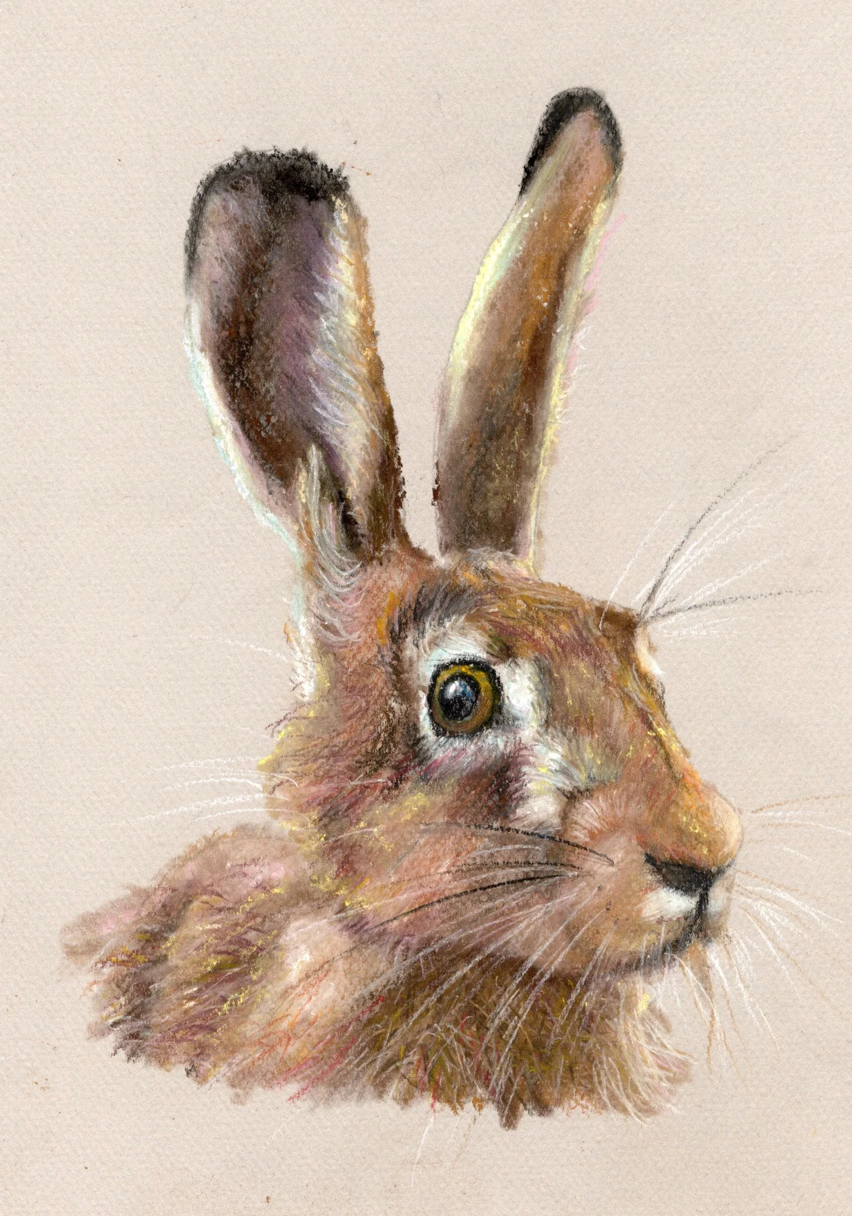 JLancaster Hare Portrait.jpg