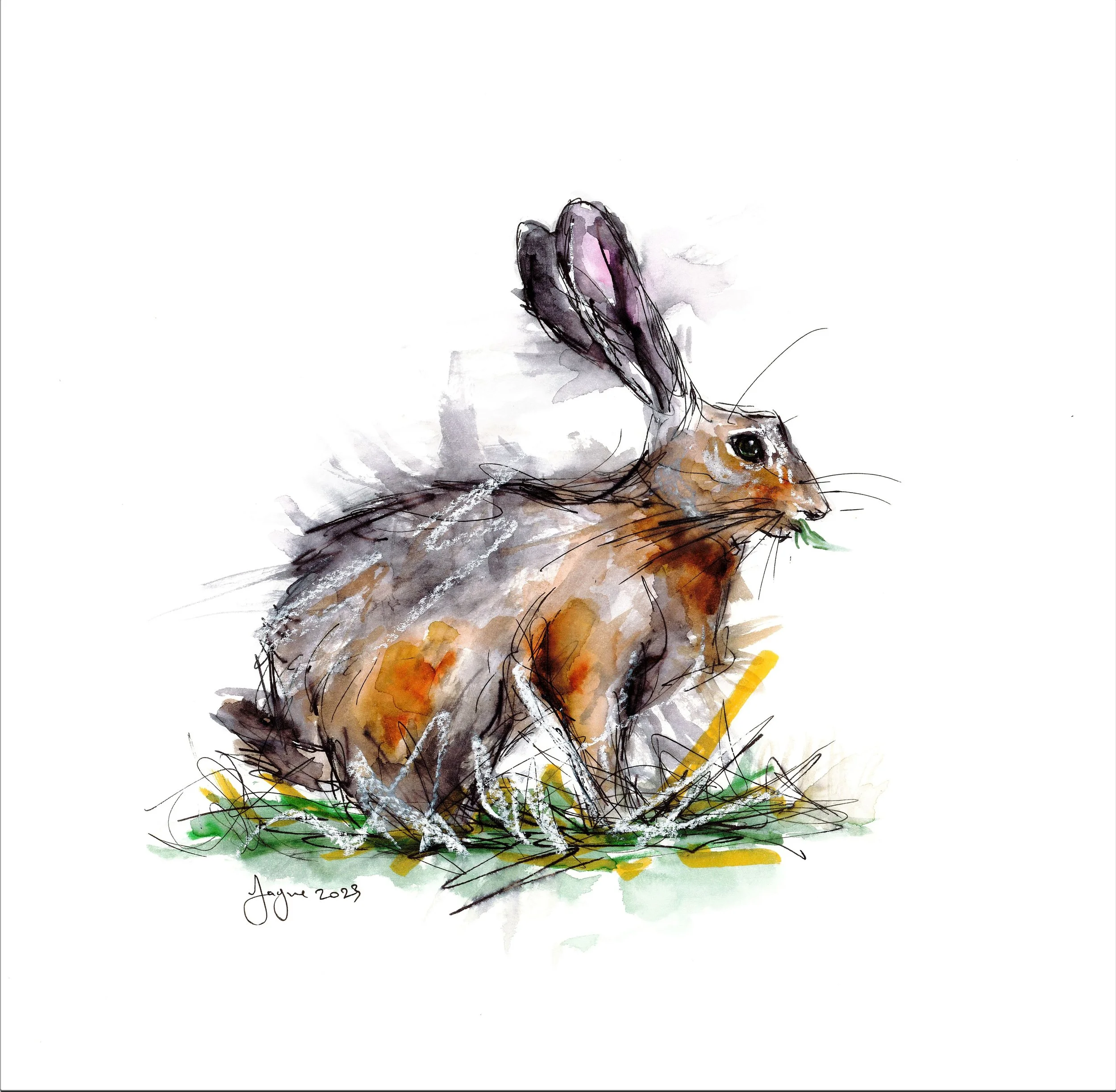 Sitting Hare.jpg