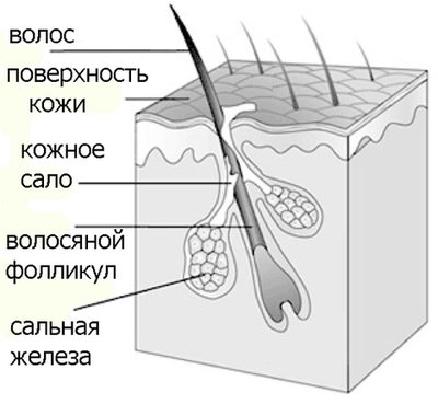 фолликул-пора.jpg