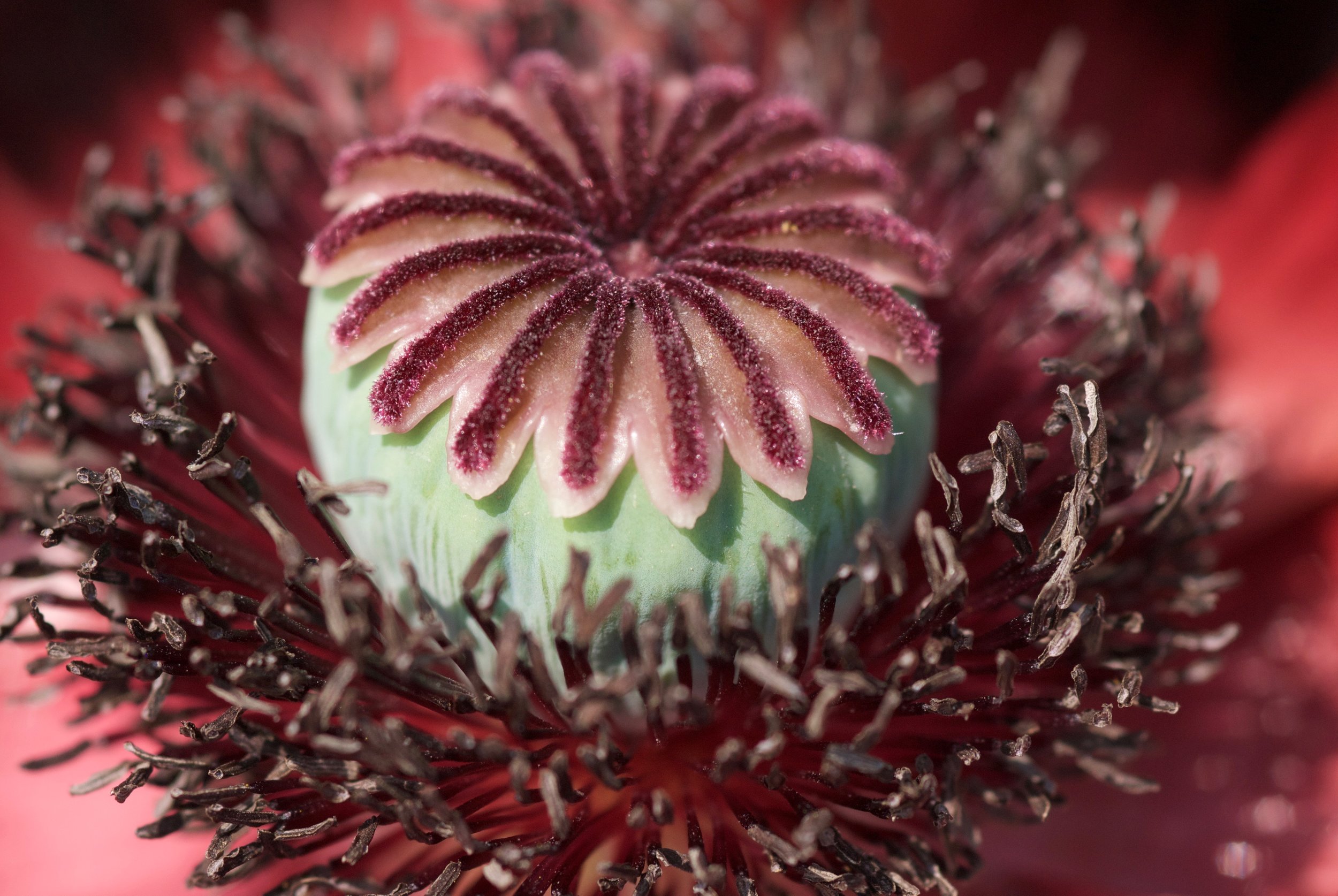 iris_poppy0019.jpg