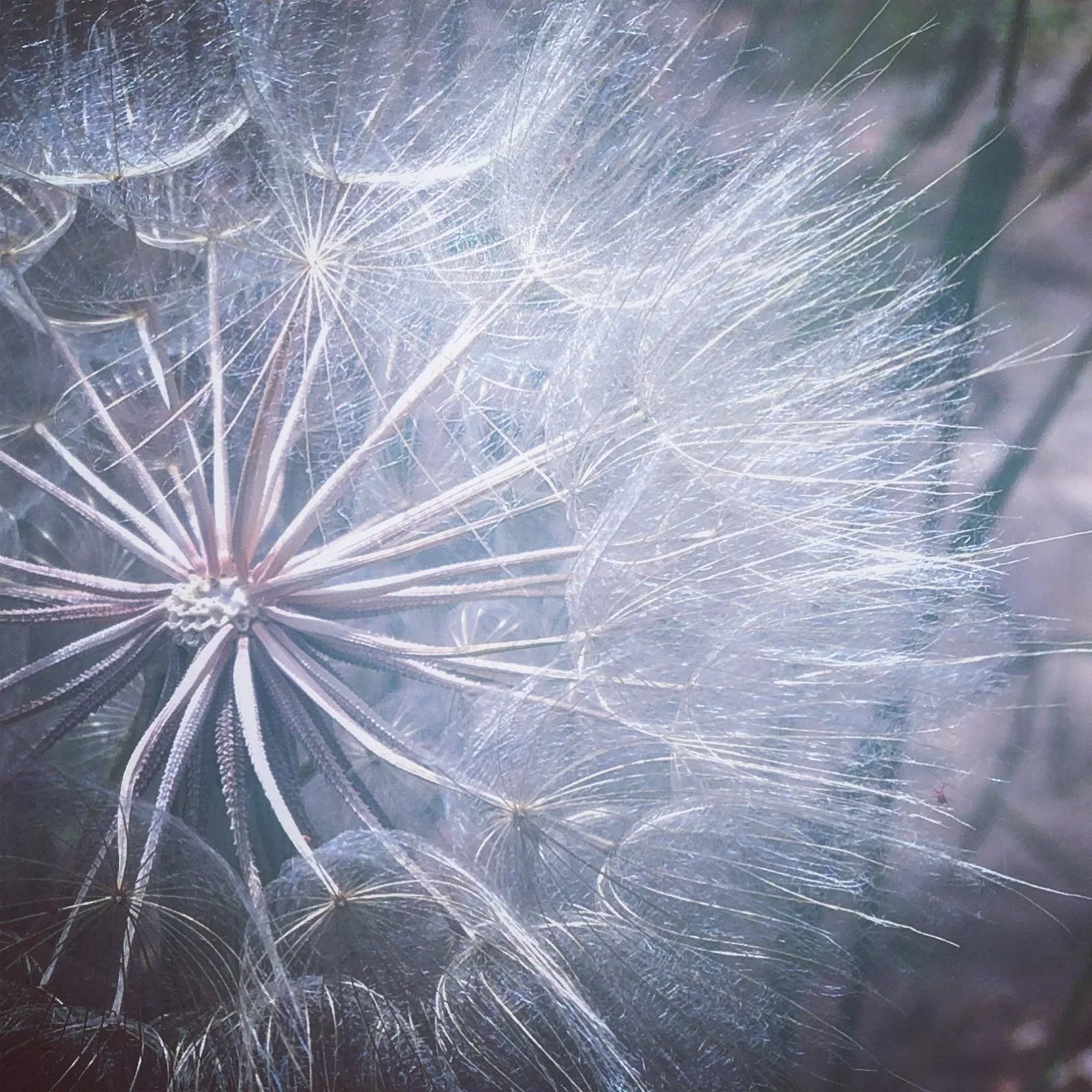New moon, new seeds...