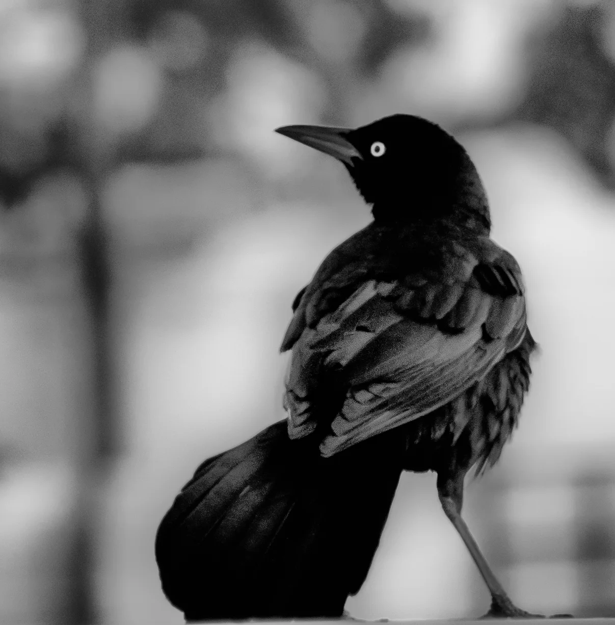 Look Left selected and featured at The Crow Show February 2018, The Studio Door, San Diego. Curated by Roxana Velasquez Maruja Baldwin Executive Director of The San Diego Museum of Art.