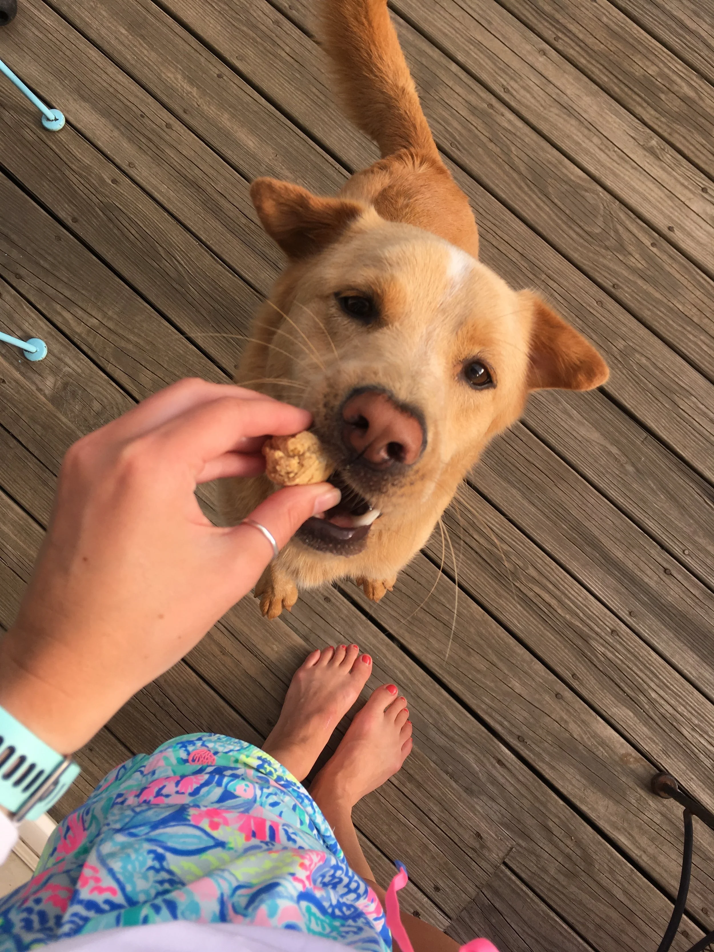 lazy bones dog treats