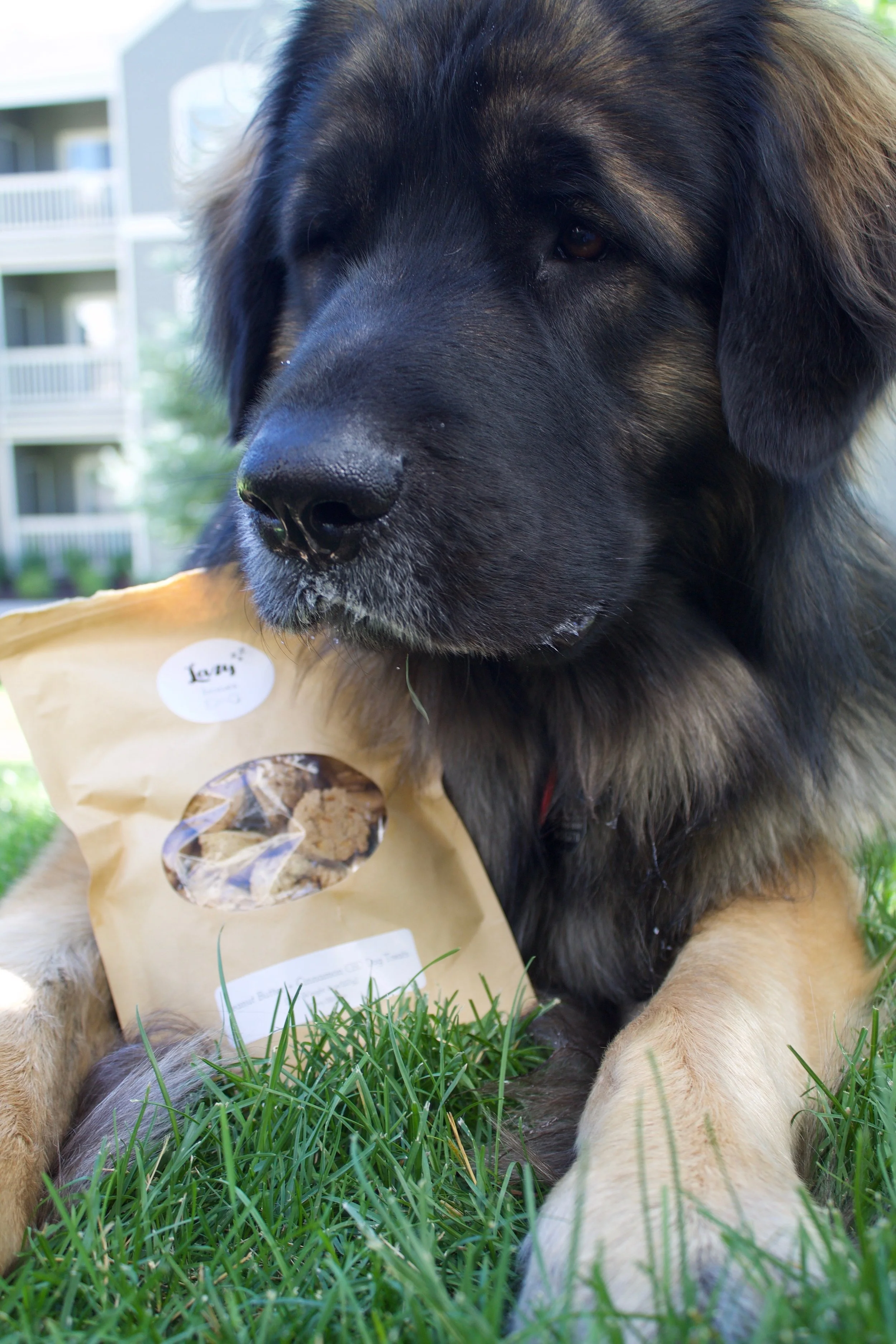 lazy bones dog treats