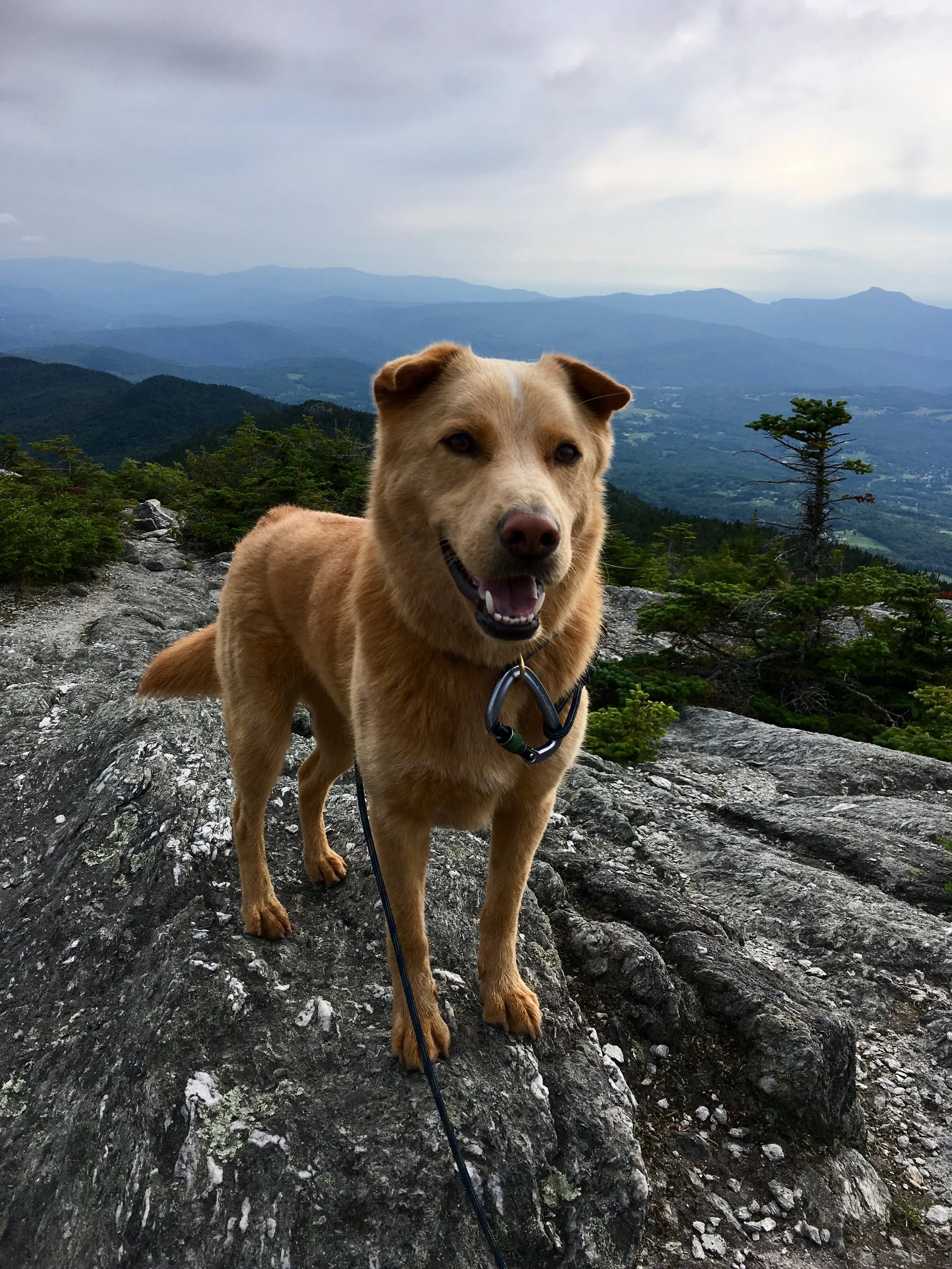 lazy bones dog treats