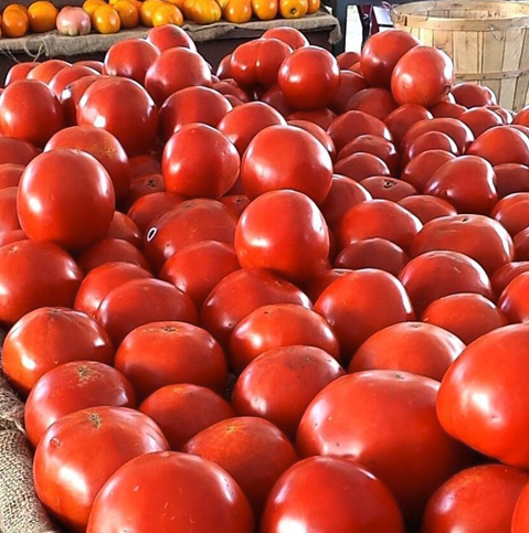 Rosedale Farms -Simsbury, CT - Tomatoes - CSA