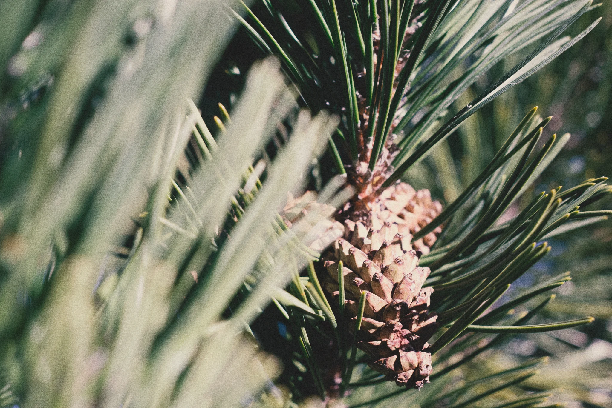 Pin.jpg