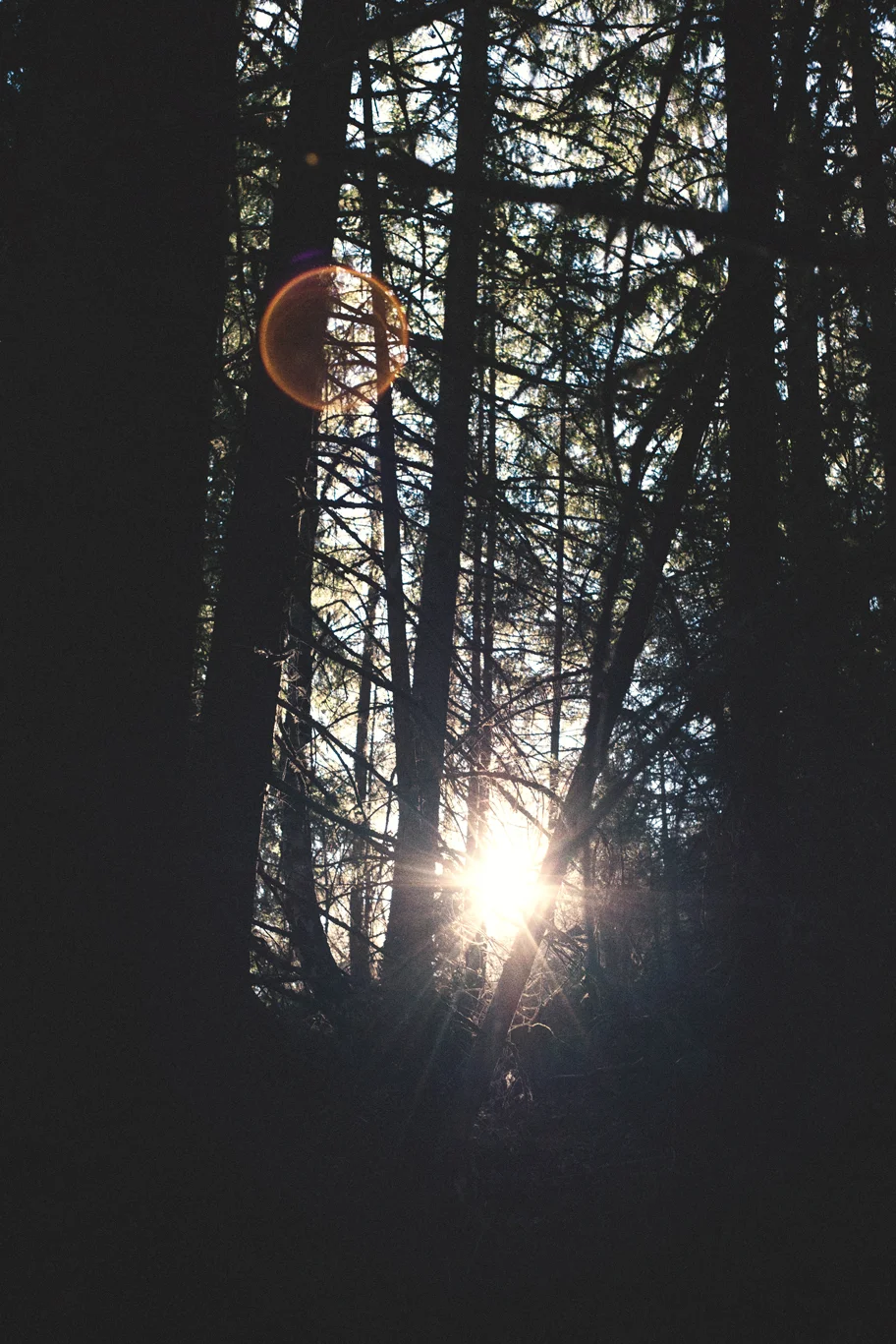 Woods-2.jpg