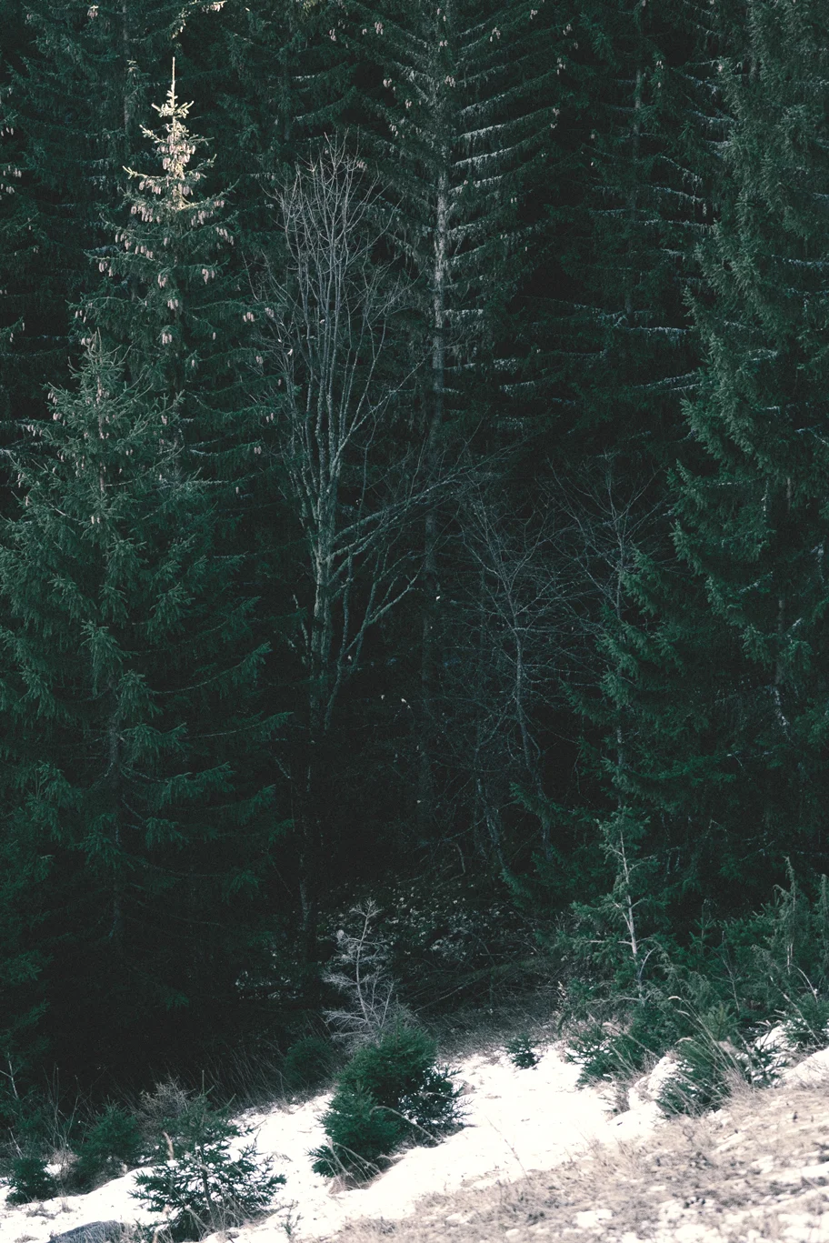 Woods-10.jpg