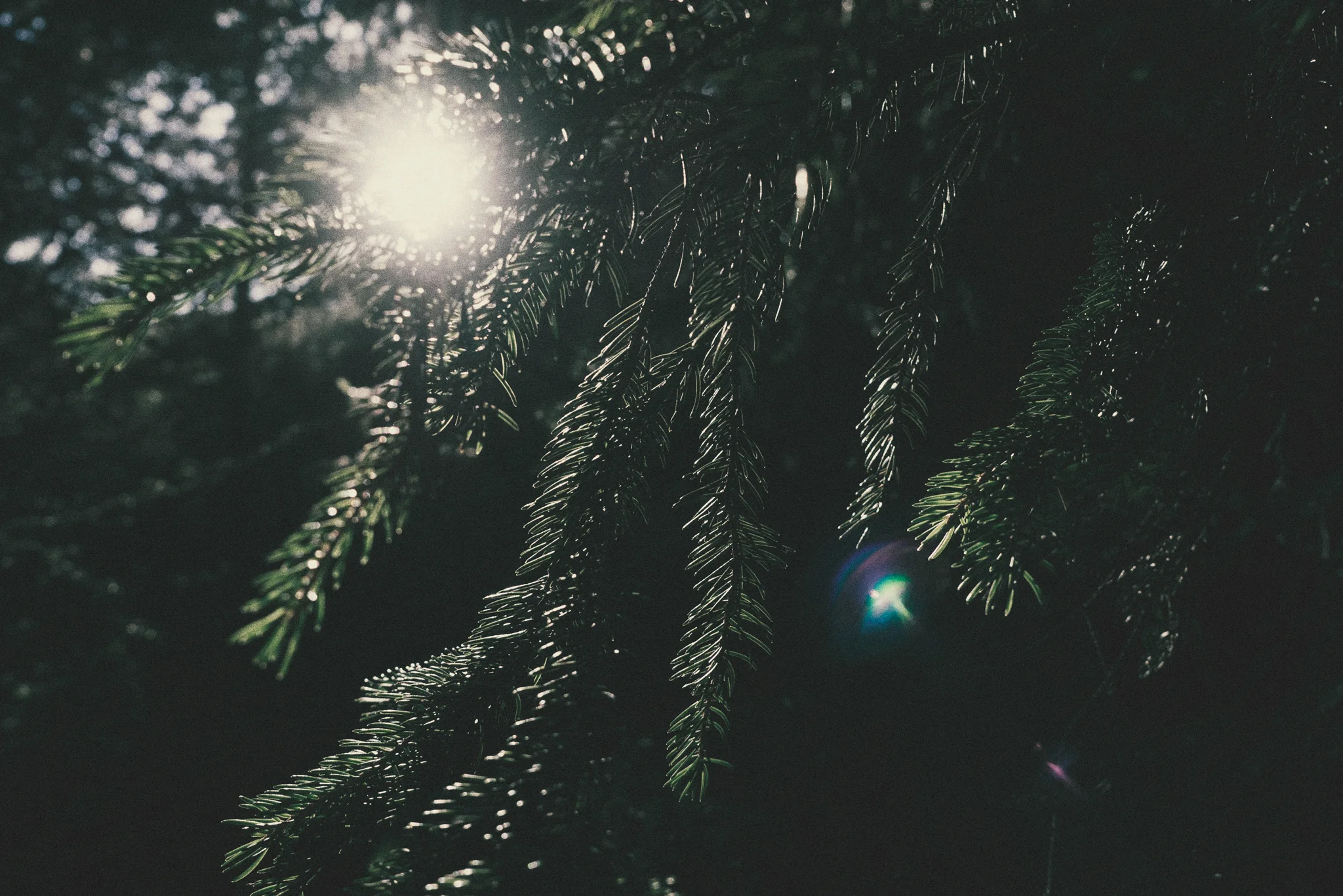 Woods-11.jpg