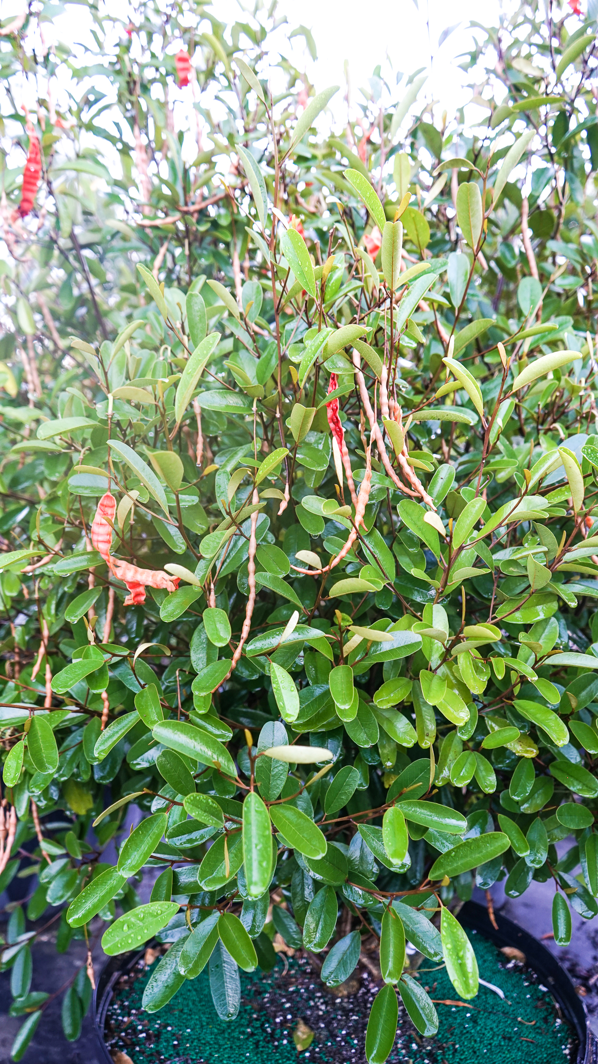 Jamaica Caper (Capparis cynophallophora L.) — Plant Creations