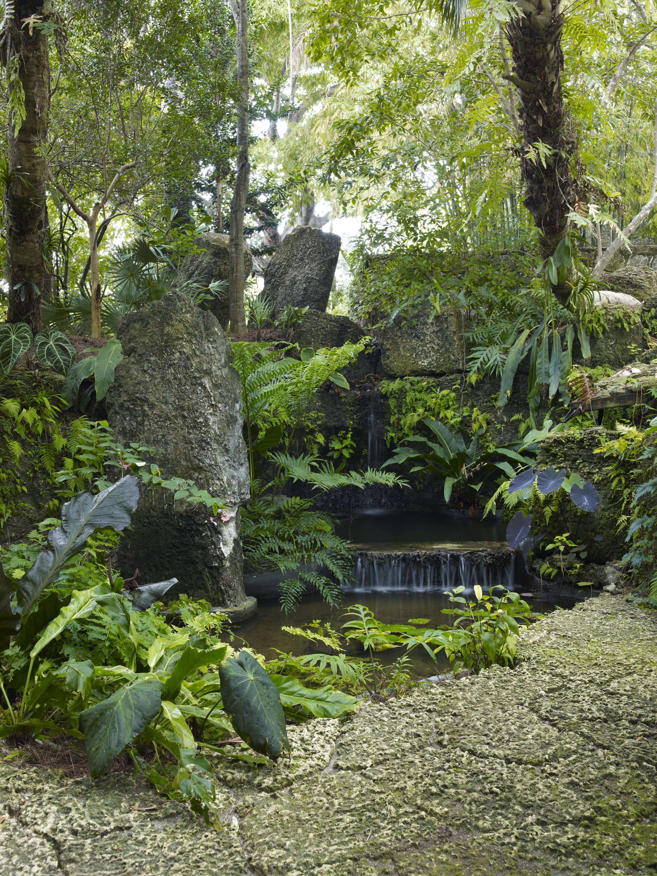 Сад джунгли. Тропический сад. Ландшафт джунгли. Ландшафтный дизайн джунгли.