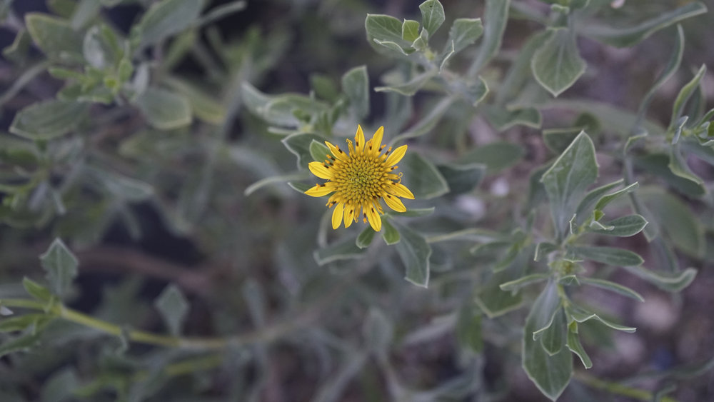 Plant Creations Sea Oxeye Borrichia frutescens