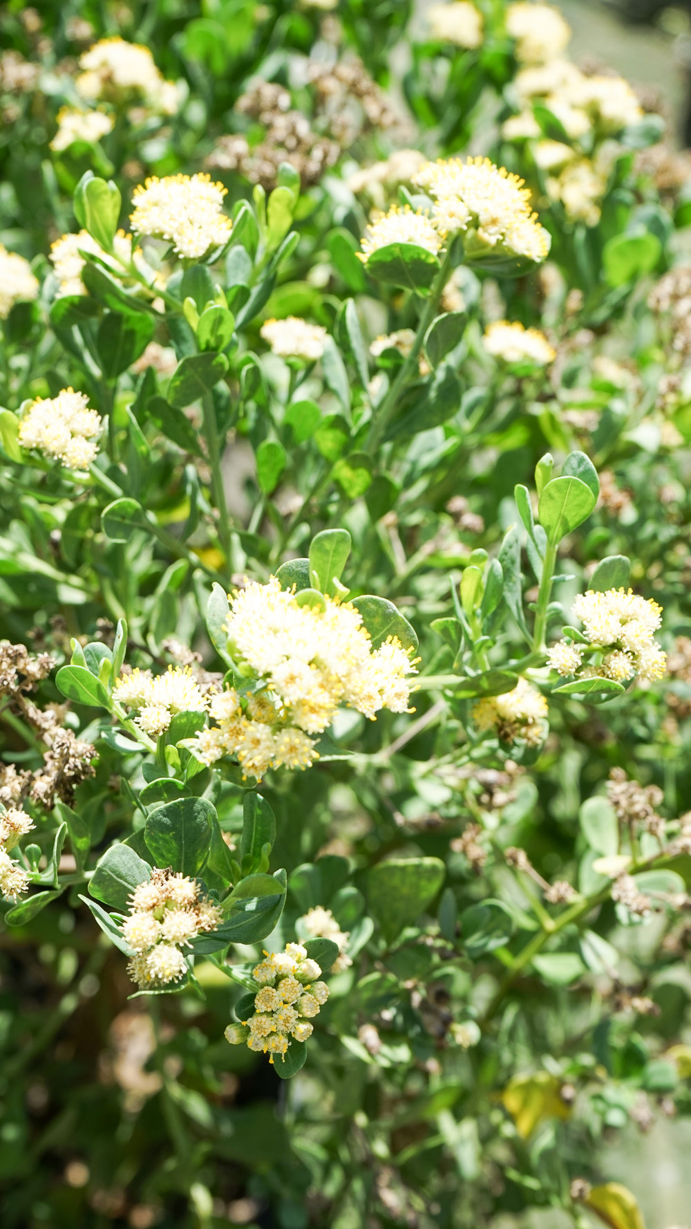 Plant Creations Broombush Baccharis dioica