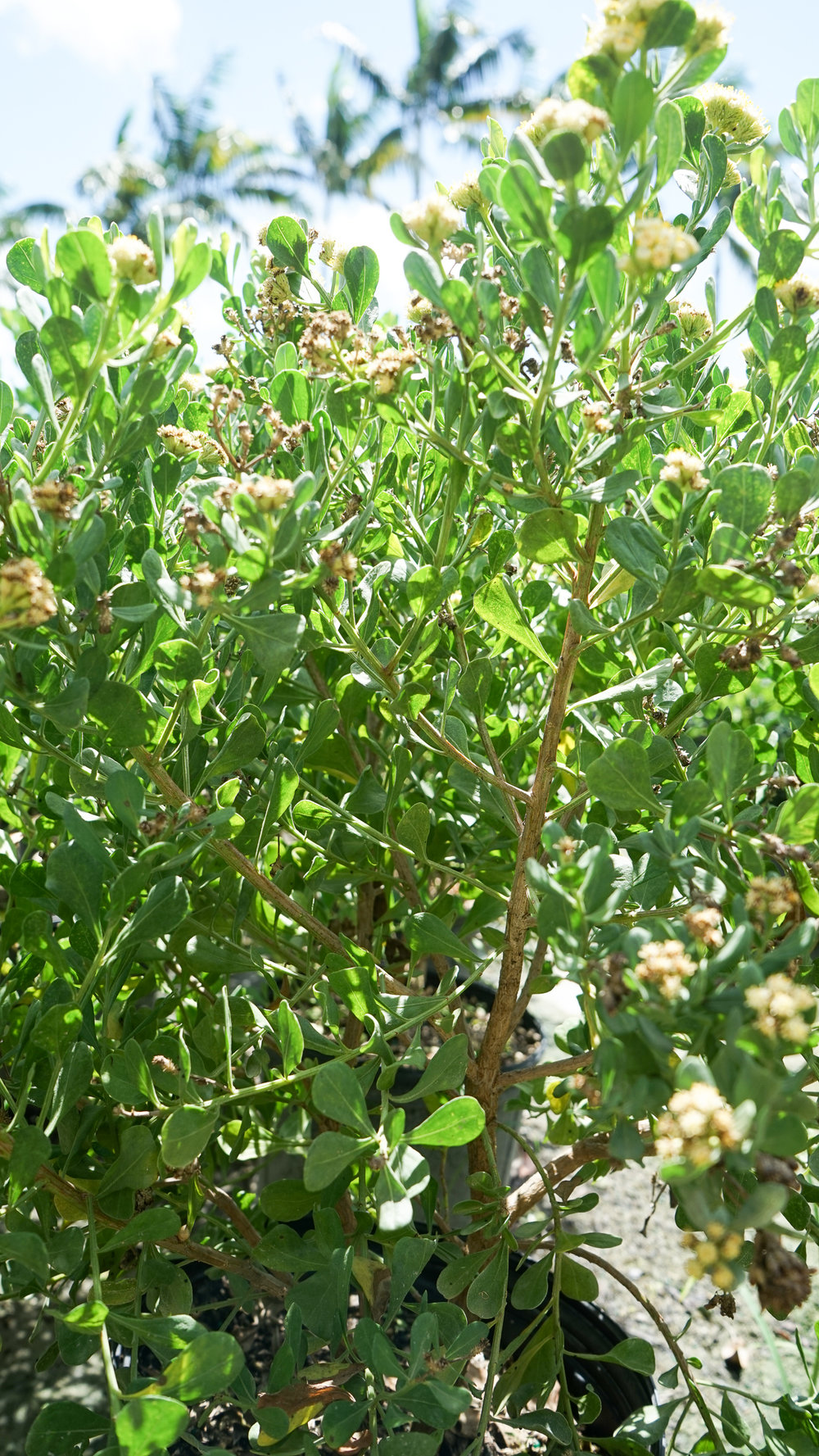 Plant Creations Broombush Baccharis dioica