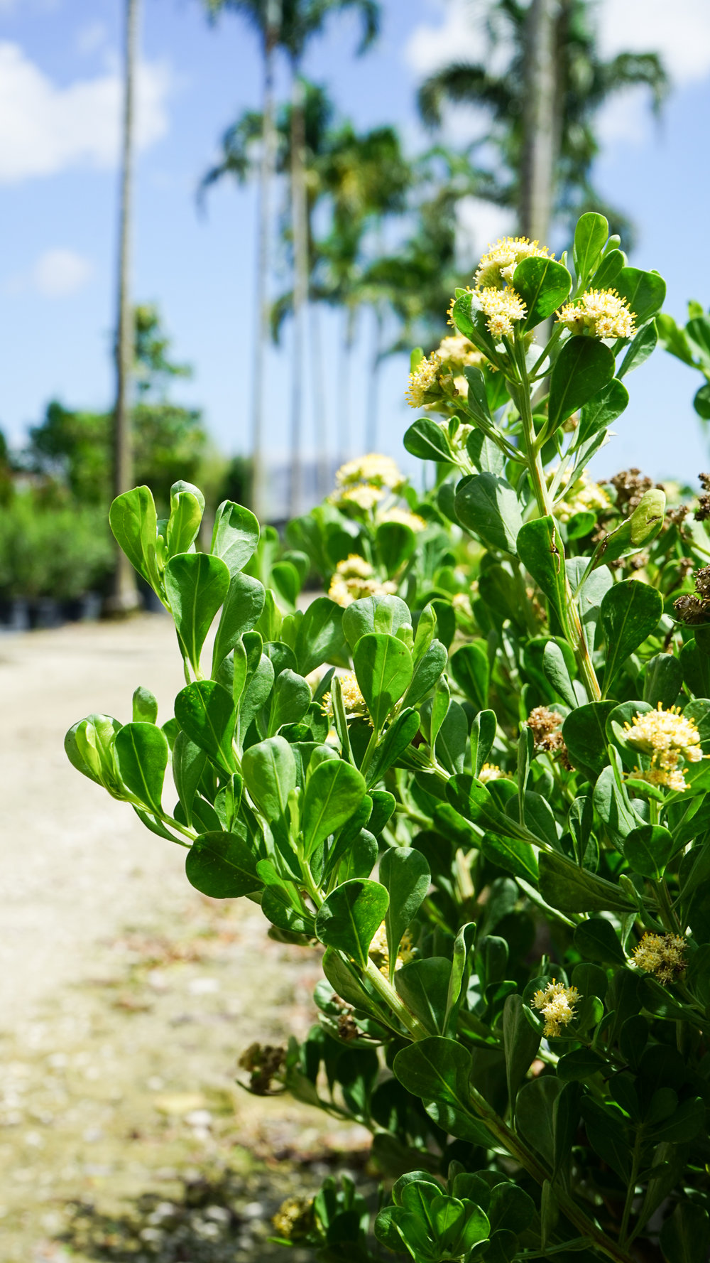 Plant Creations Broombush Baccharis dioica