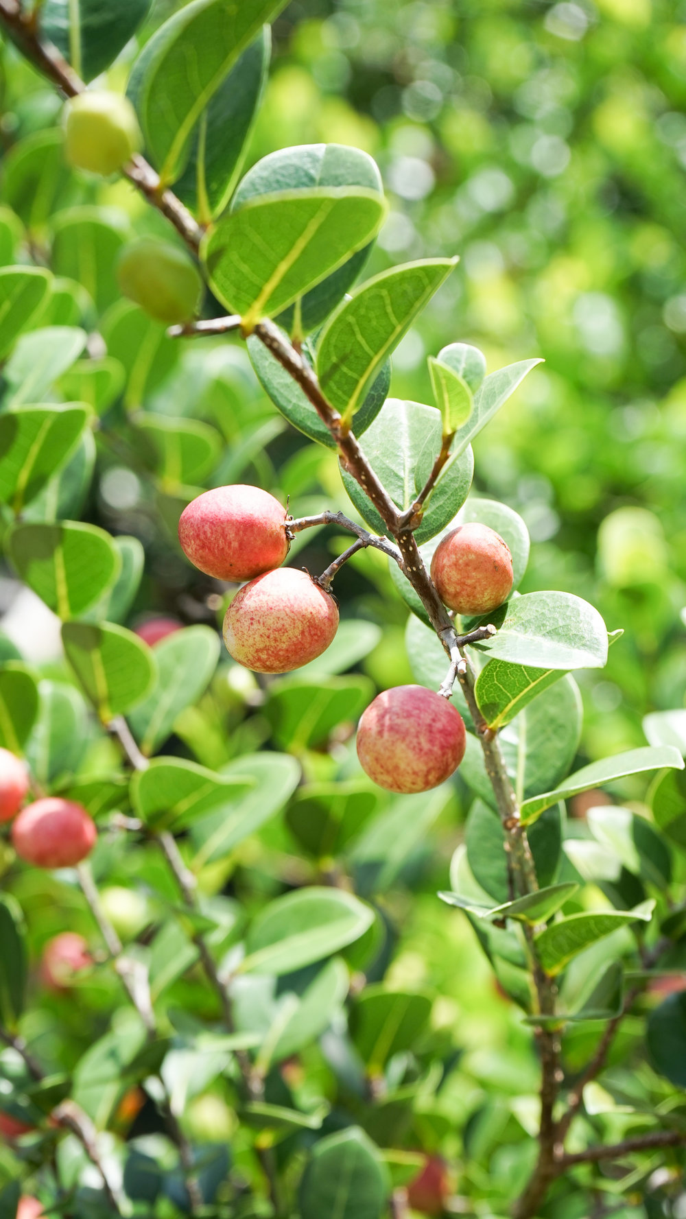 Plant Creations Nursery Cocoplum Chrysobalanus icaco