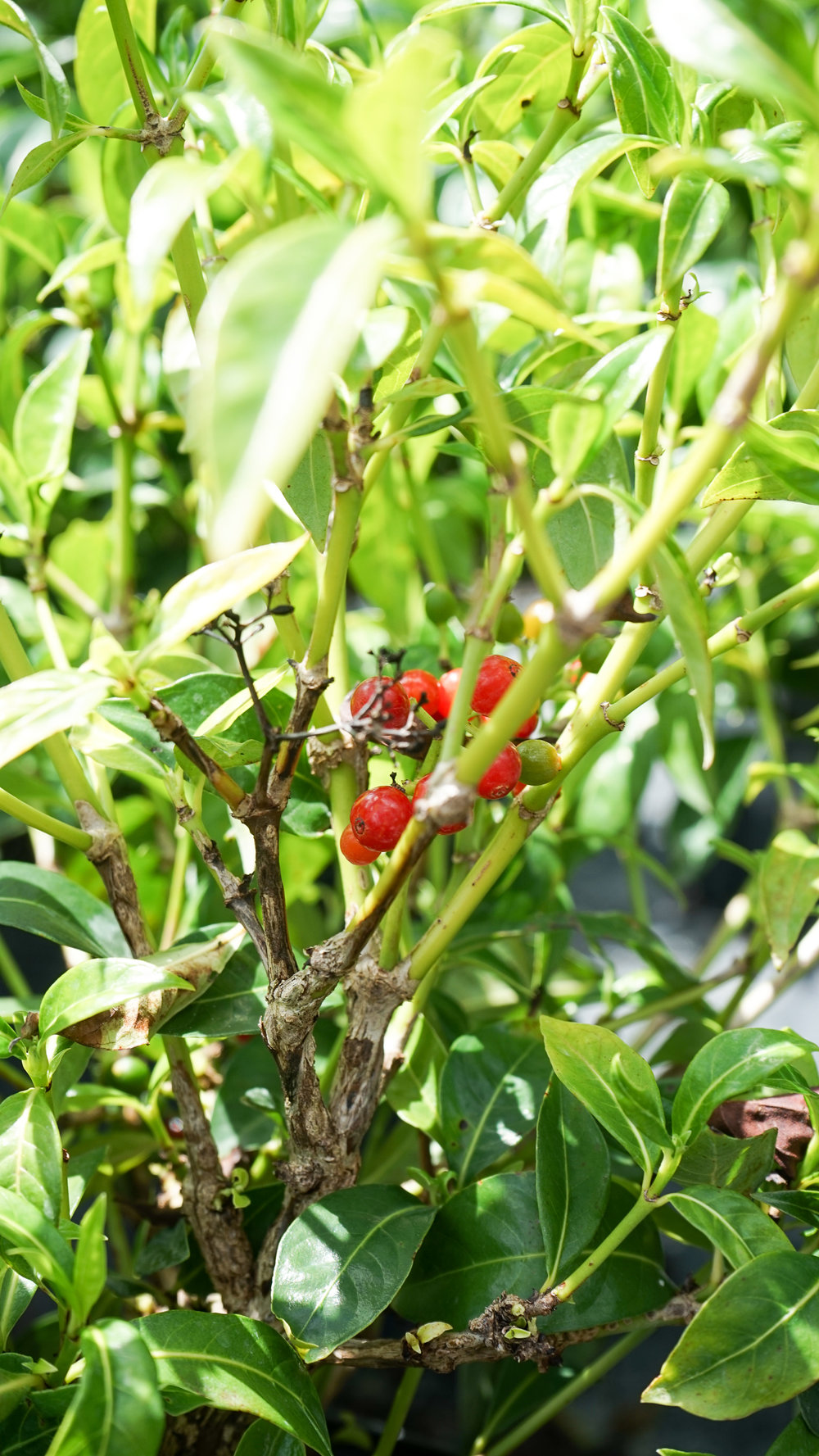 Plant Creations Nursery Bahama Coffee Psychotria ligustrifolia