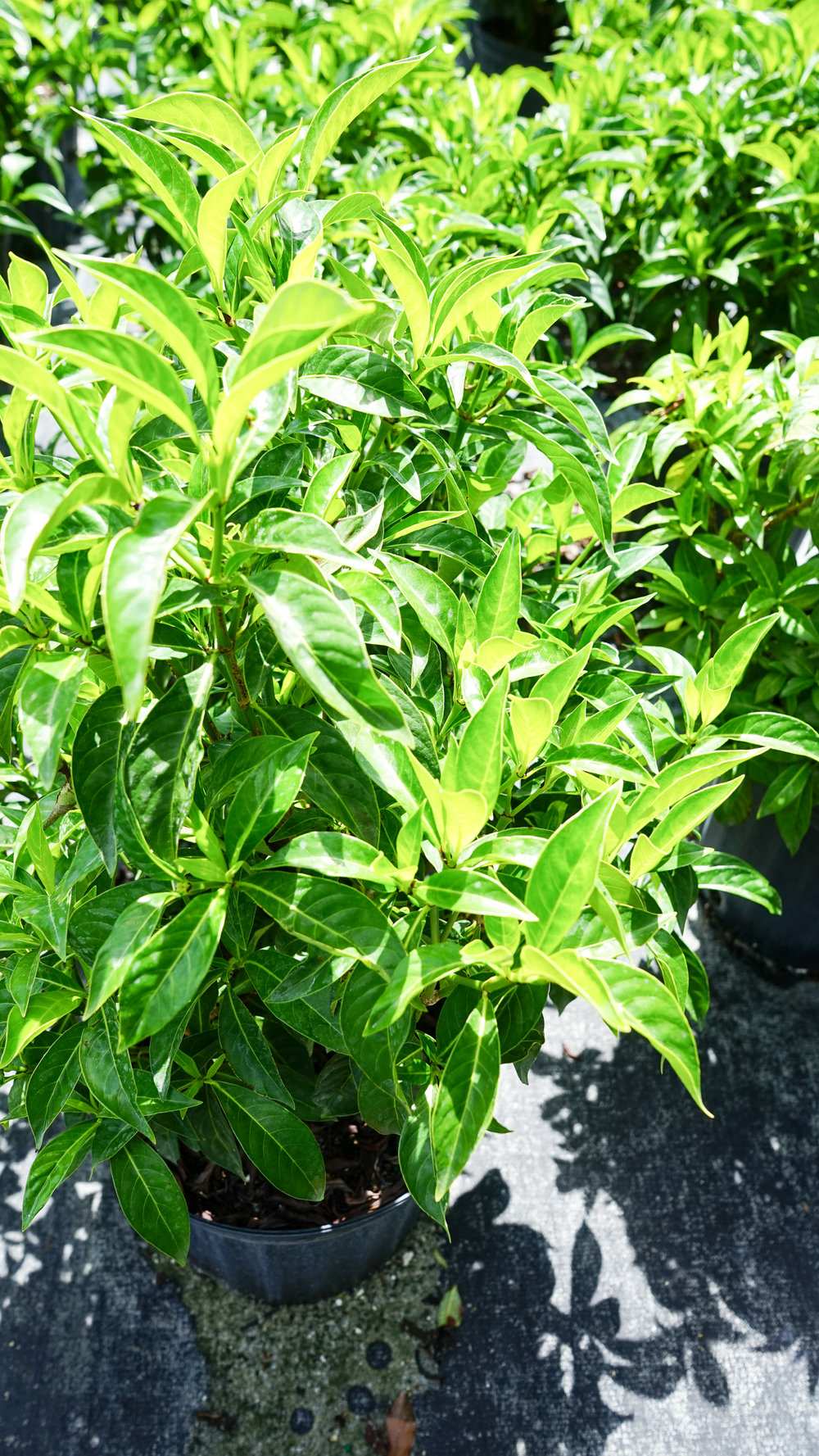 Plant Creations Nursery Bahama Coffee Psychotria ligustrifolia