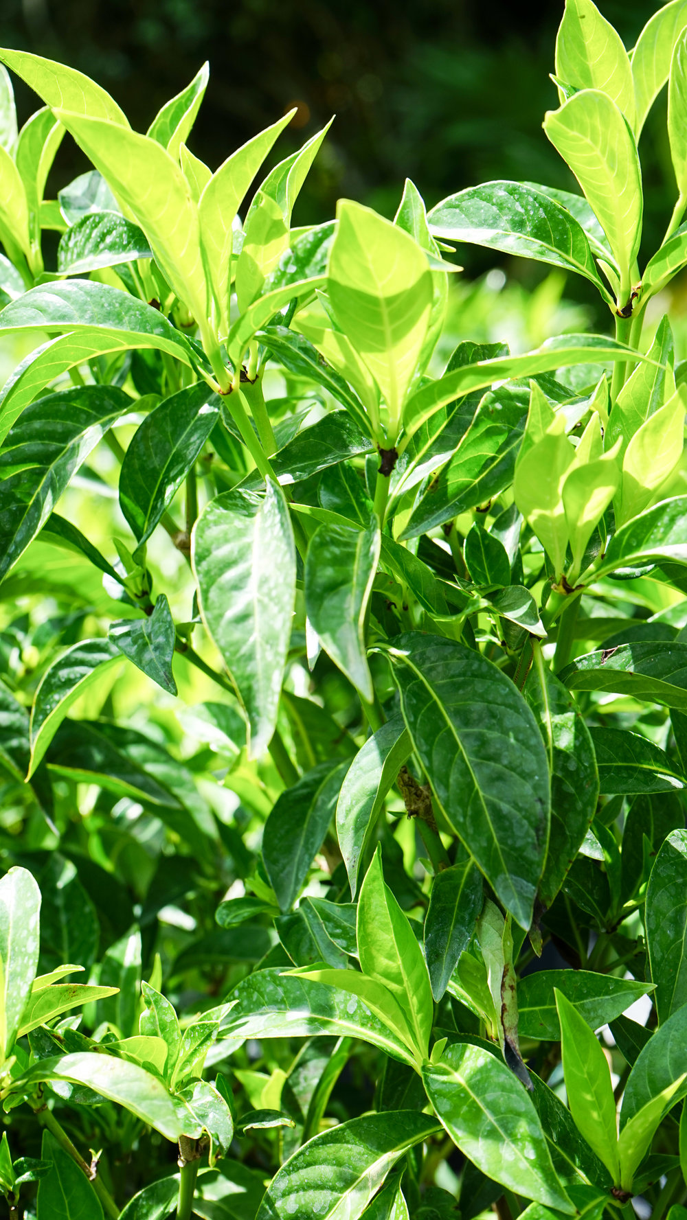 Plant Creations Nursery Bahama Coffee Psychotria ligustrifolia