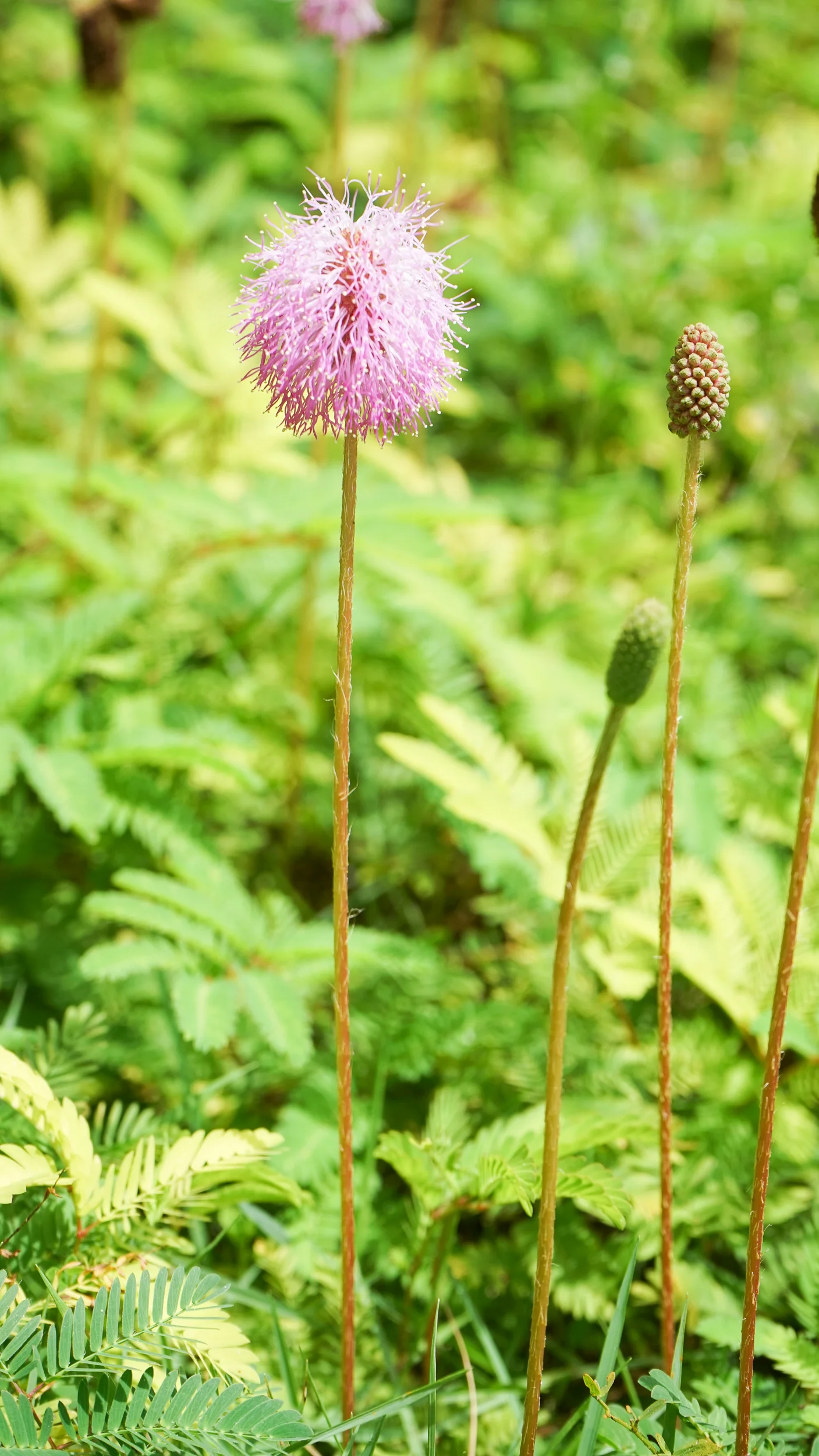Sunshine Mimosa (Mimosa strigillosa) — Plant Creations