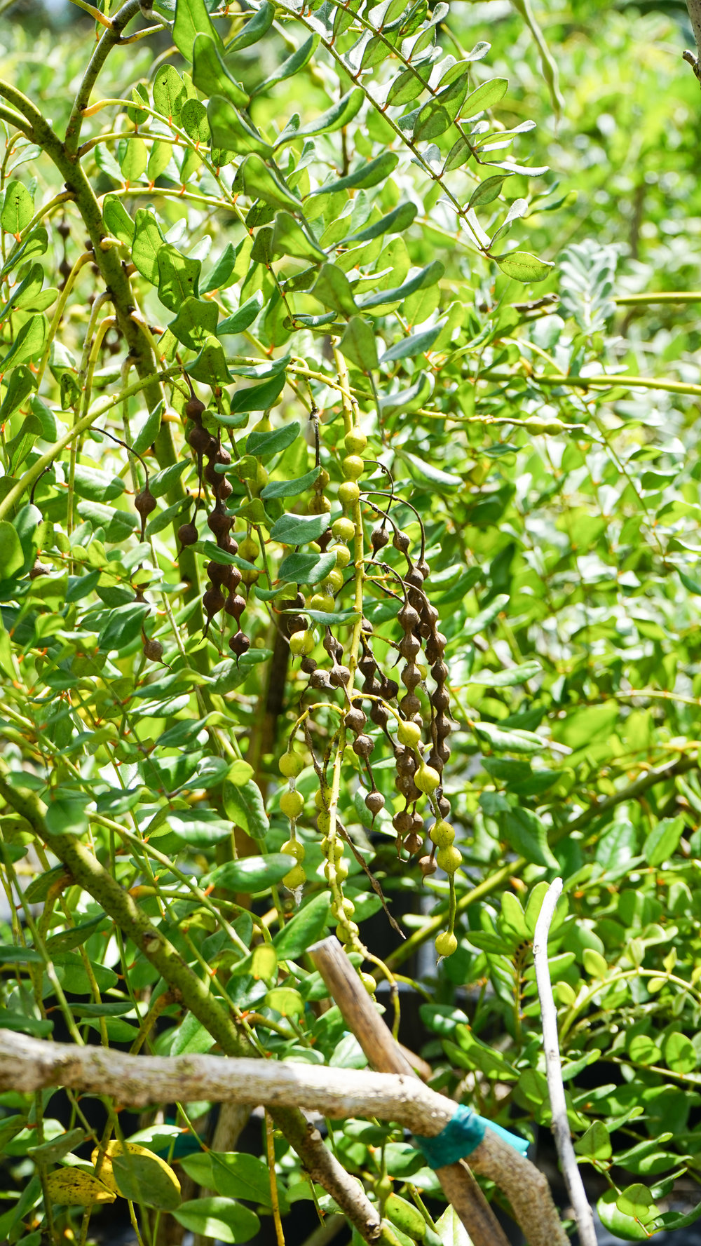 Plant Creations Nursery Necklace Pod (Sophora tomentosa)