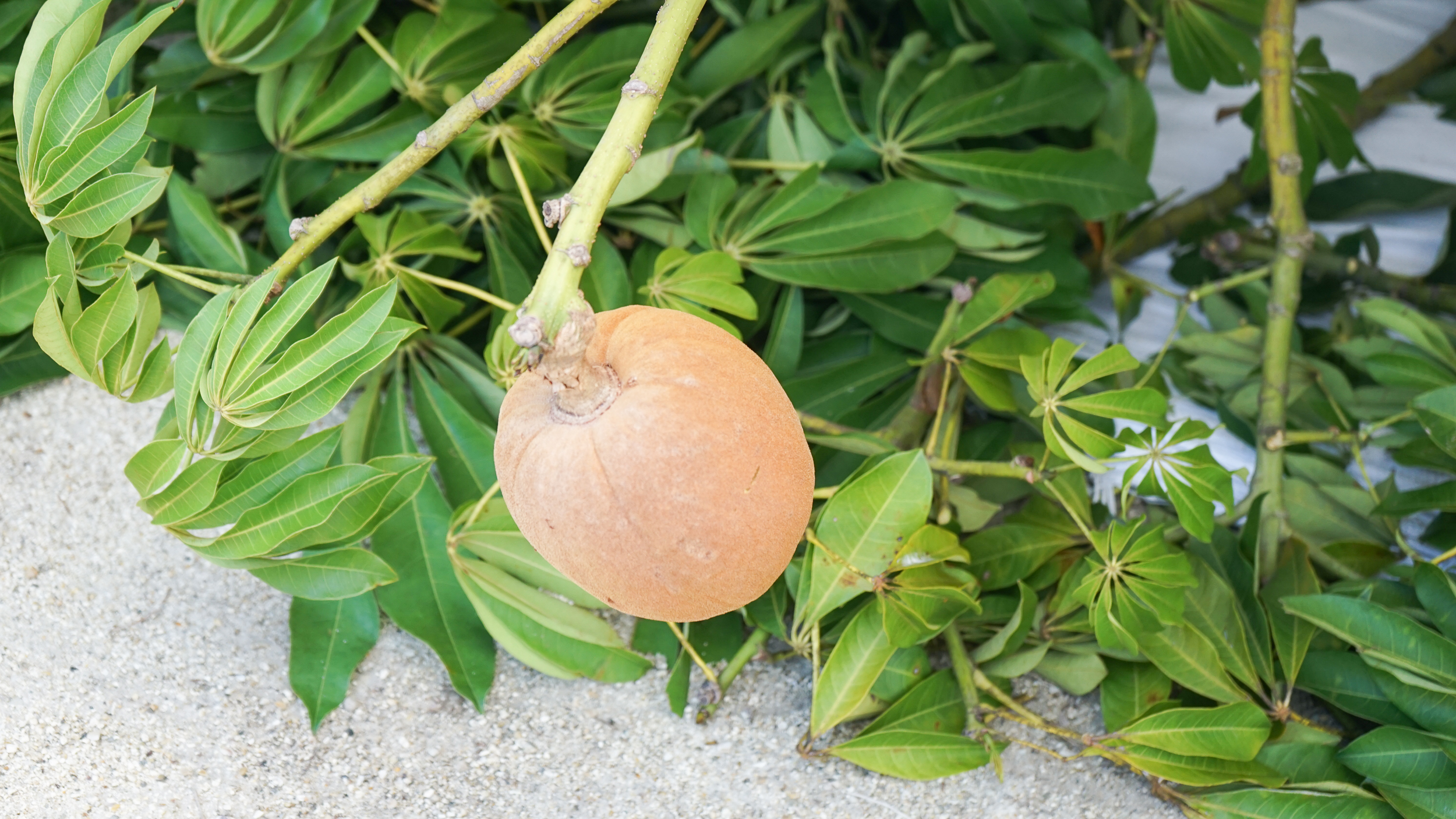 Loading a Cannonball Tree 